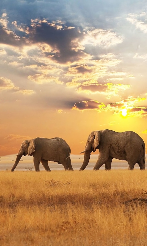 Скачати мобільні шпалери Саванна, Слони, Тварина, Слон, Африка, Африканський Чагарниковий Слон безкоштовно.
