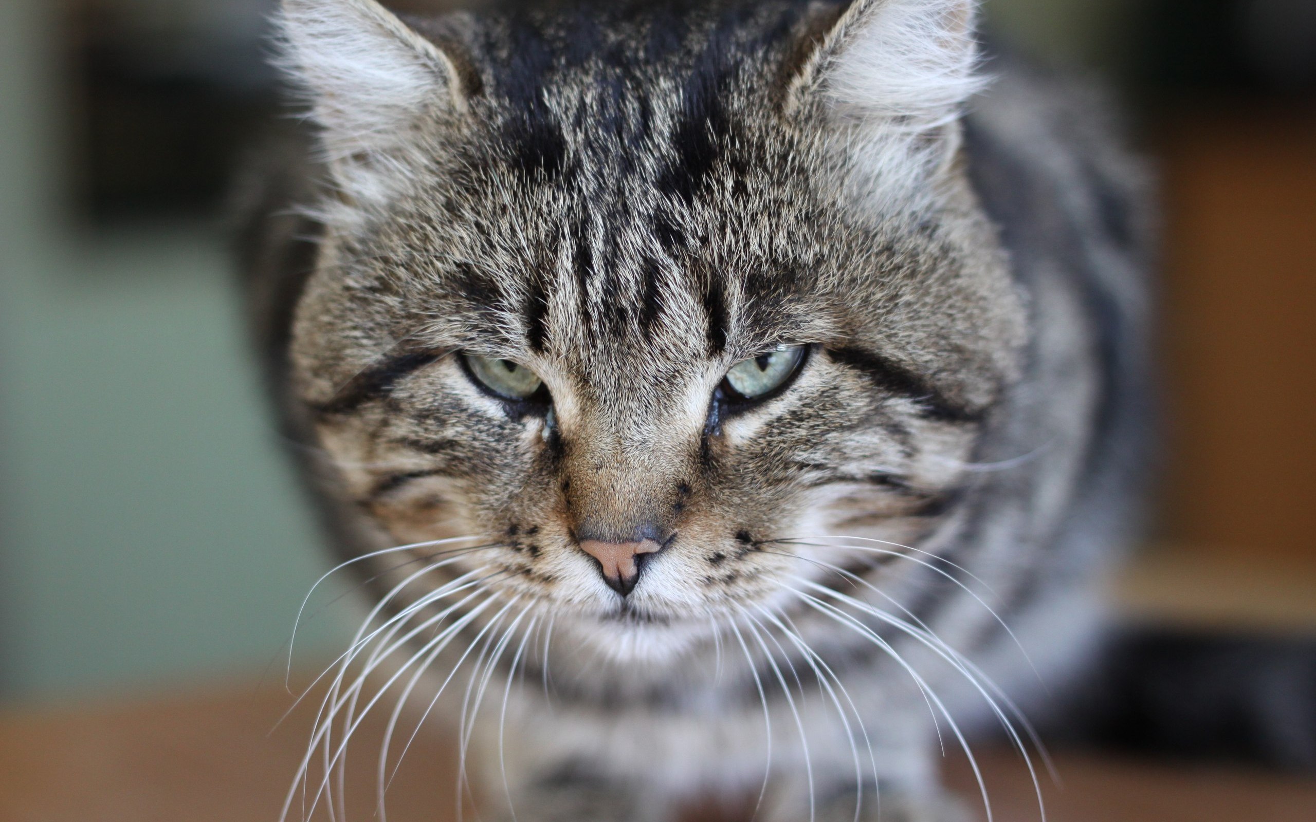 Handy-Wallpaper Tiere, Katzen, Katze kostenlos herunterladen.