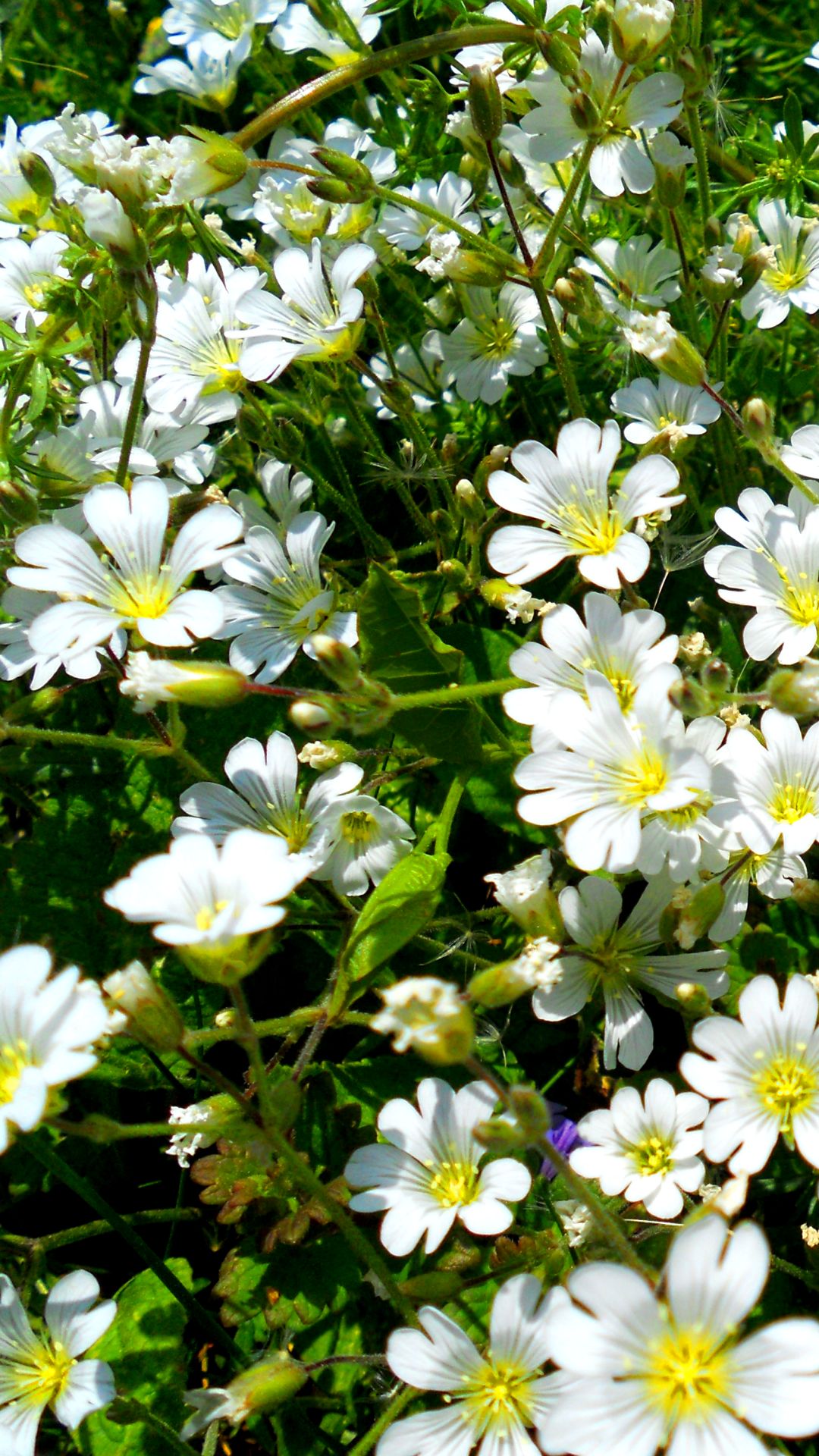 Descarga gratuita de fondo de pantalla para móvil de Naturaleza, Flores, Flor, Planta, Tierra, Tierra/naturaleza.