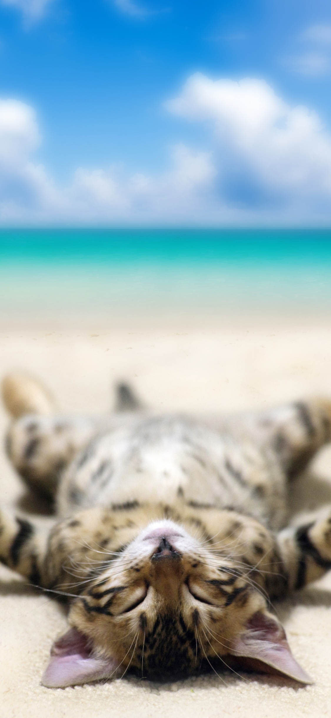 Download mobile wallpaper Cats, Beach, Cat, Humor, Lying Down for free.