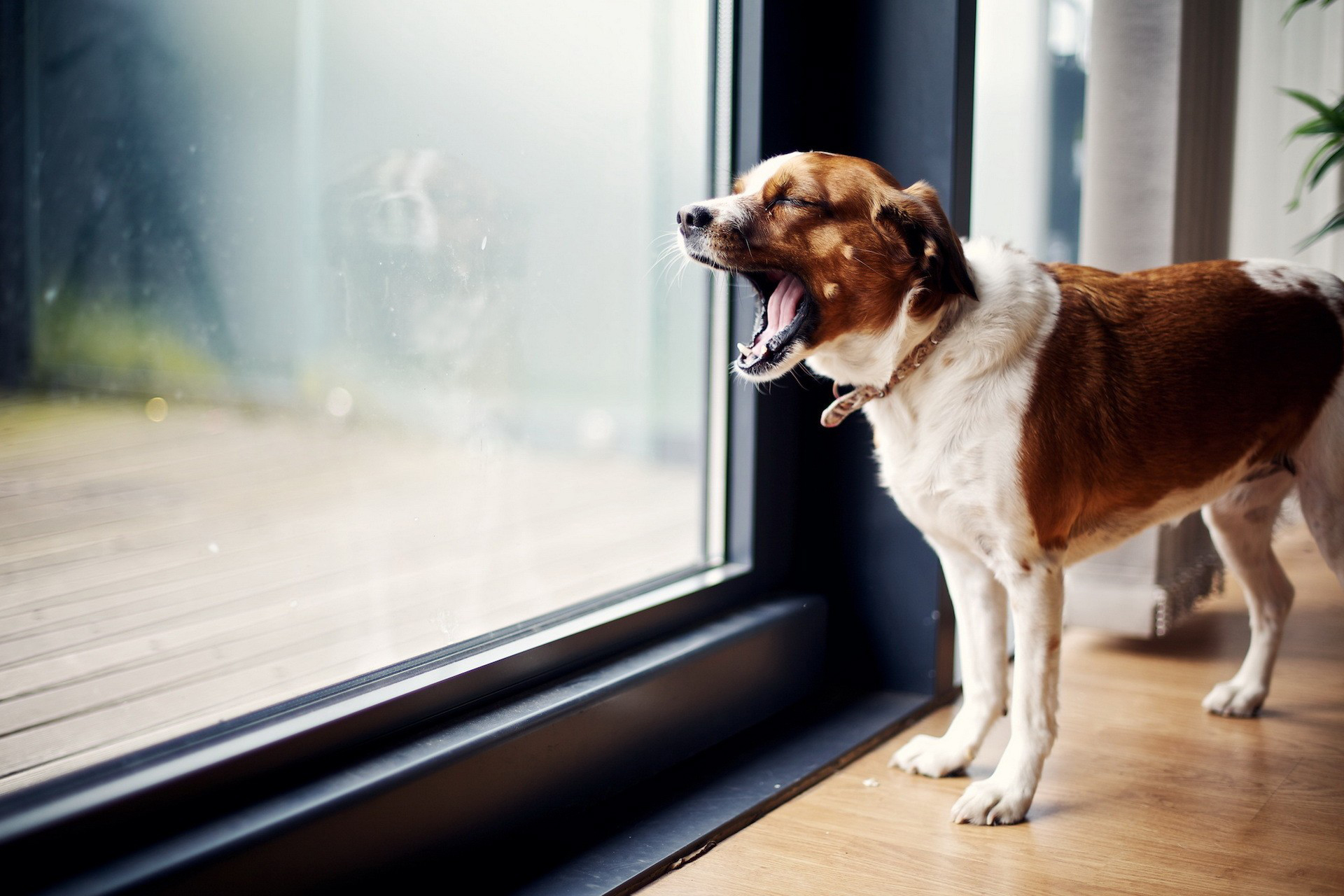 Téléchargez gratuitement l'image Chiens, Chien, Animaux sur le bureau de votre PC