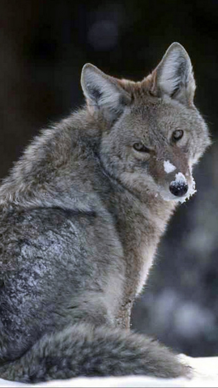 Download mobile wallpaper Wolf, Animal, Wolves for free.