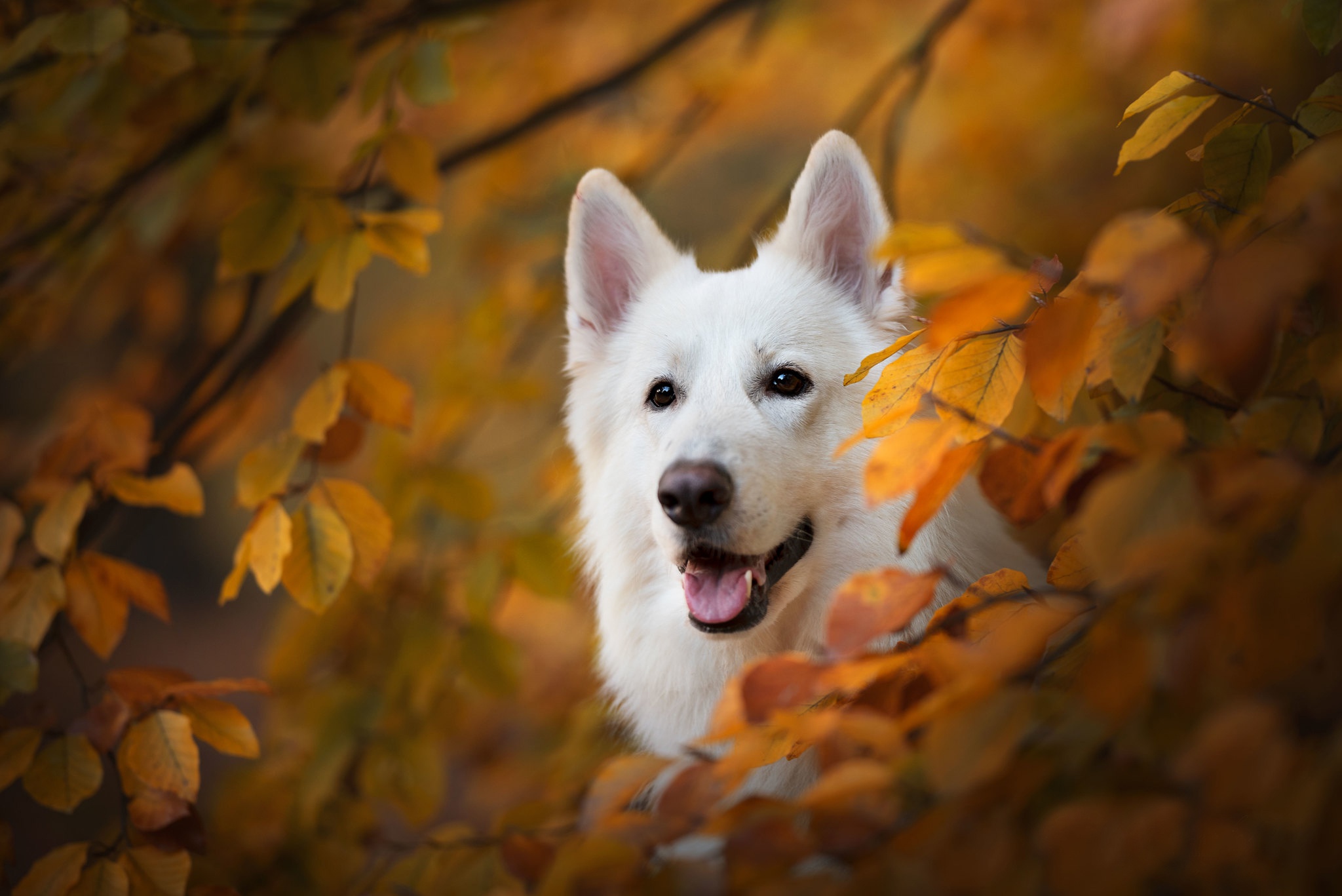 Free download wallpaper Dog, Animal, Swiss Shepherd on your PC desktop