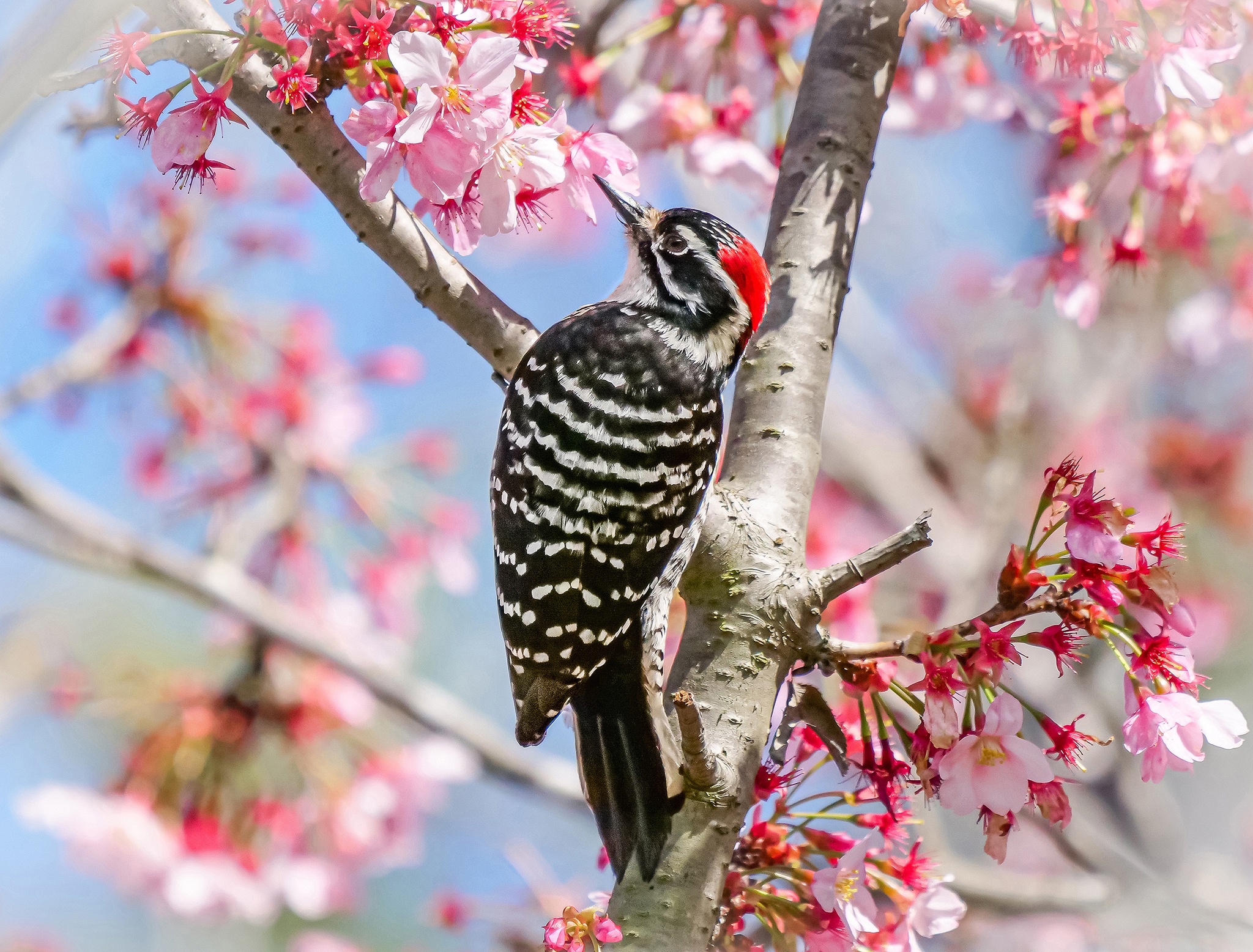 PCデスクトップに動物, 鳥, 花, 春, キツツキ画像を無料でダウンロード