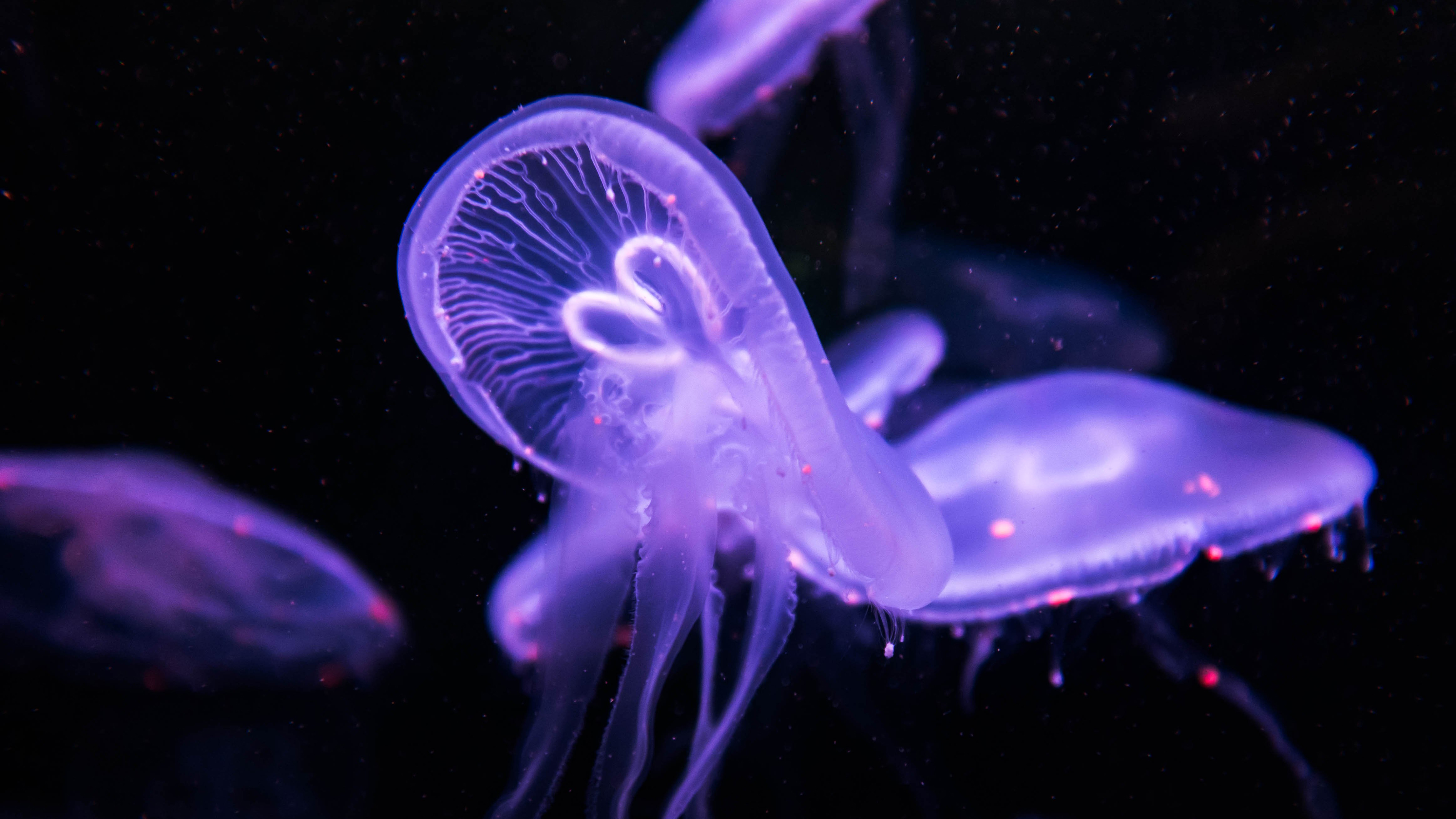 Download mobile wallpaper Jellyfish, Fishes, Glow, Animal, Purple for free.