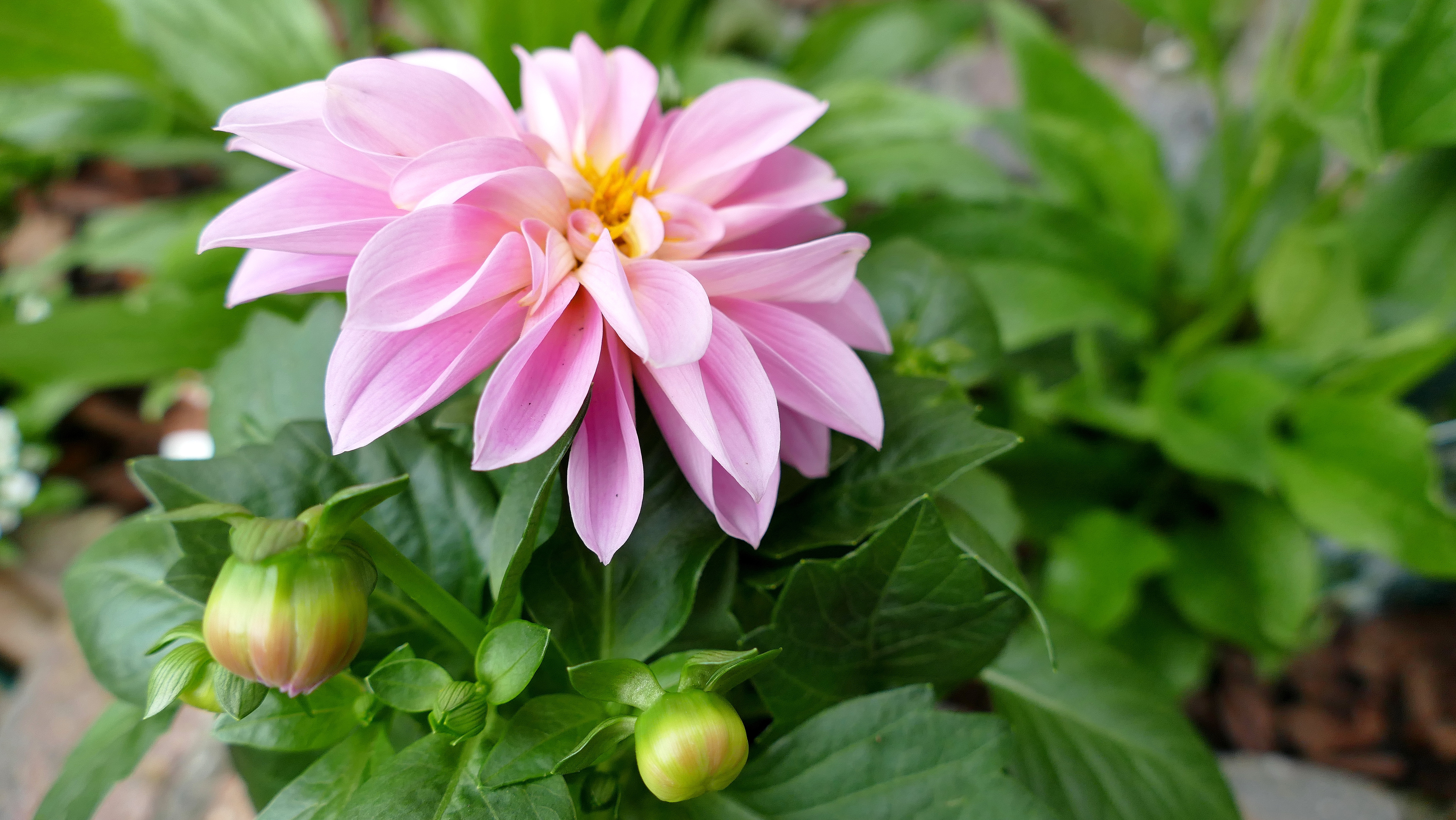 Free download wallpaper Flowers, Flower, Earth, Dahlia on your PC desktop