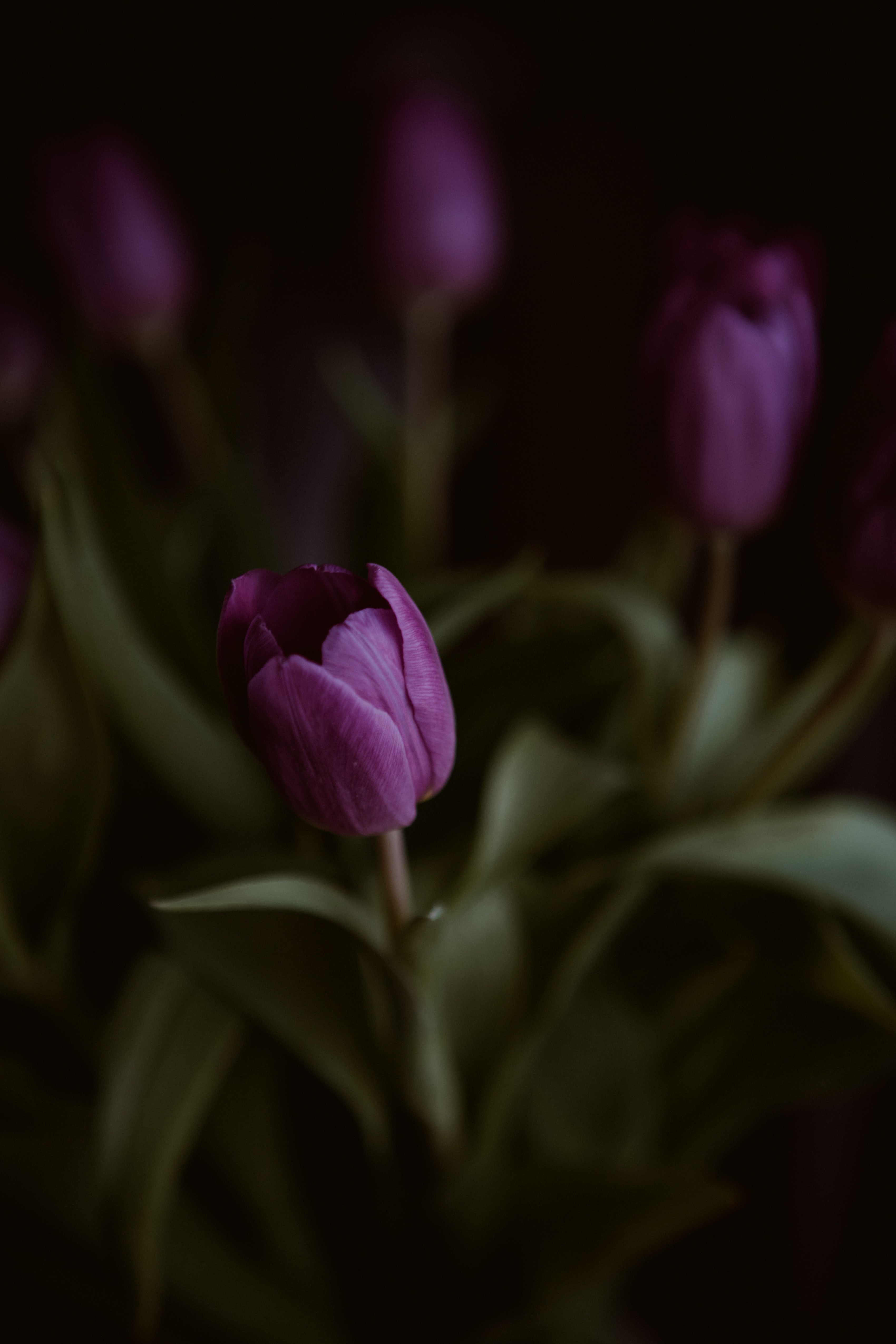 75113 descargar fondo de pantalla púrpura, tulipanes, violeta, flor, planta, macro: protectores de pantalla e imágenes gratis
