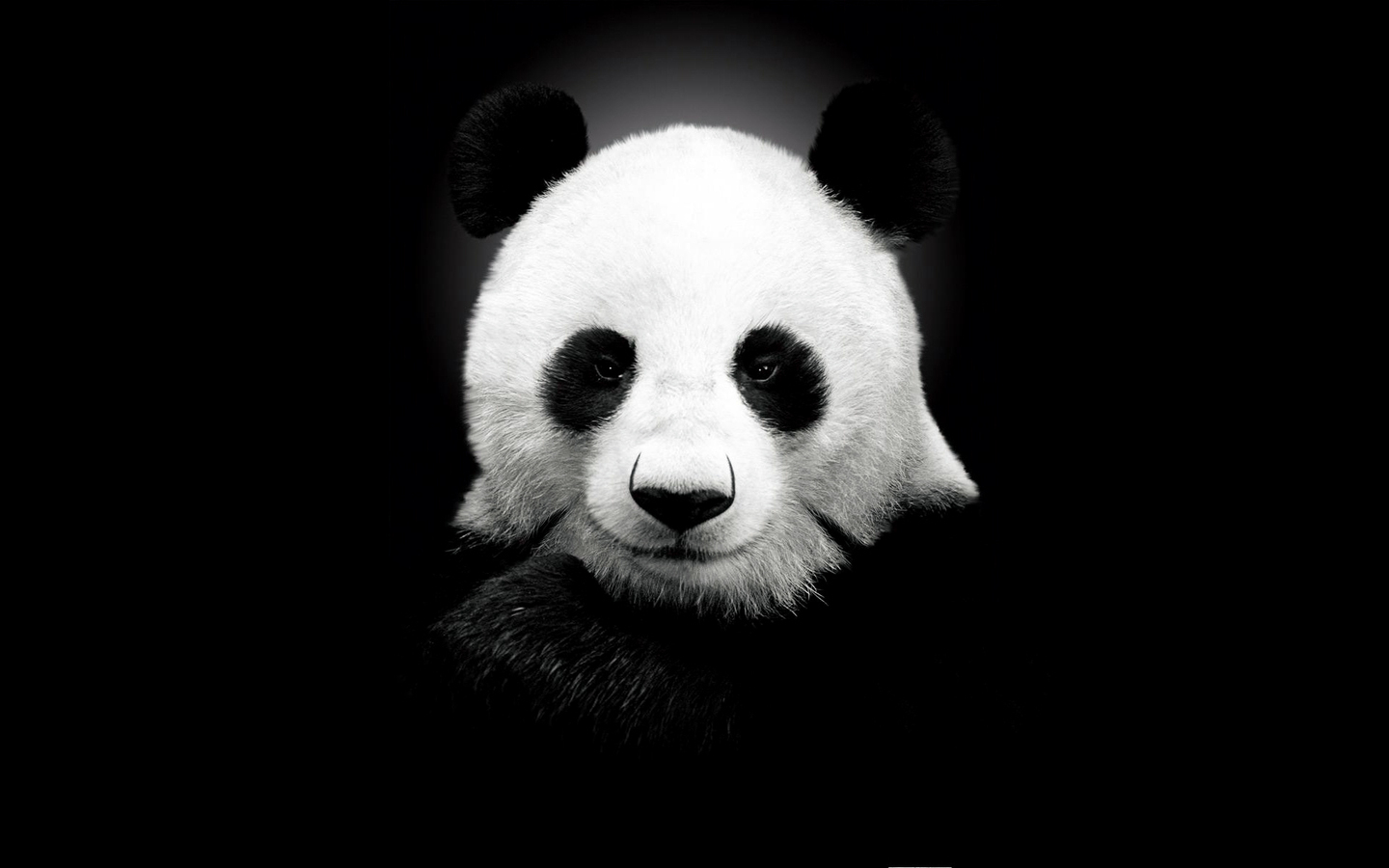 14172 Hintergrundbild herunterladen tiere, bären, pandas, schwarz - Bildschirmschoner und Bilder kostenlos