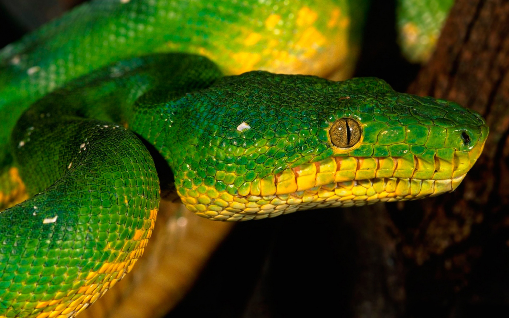 Téléchargez gratuitement l'image Animaux, Serpent sur le bureau de votre PC