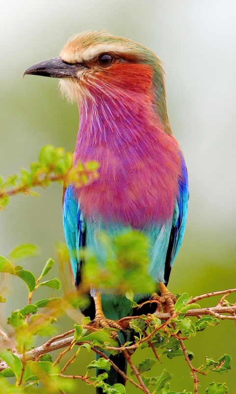 Download mobile wallpaper Birds, Bird, Branch, Animal, Lilac Breasted Roller for free.