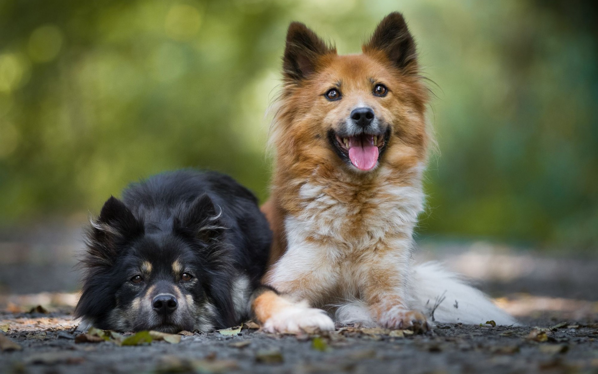 無料モバイル壁紙動物, 犬をダウンロードします。