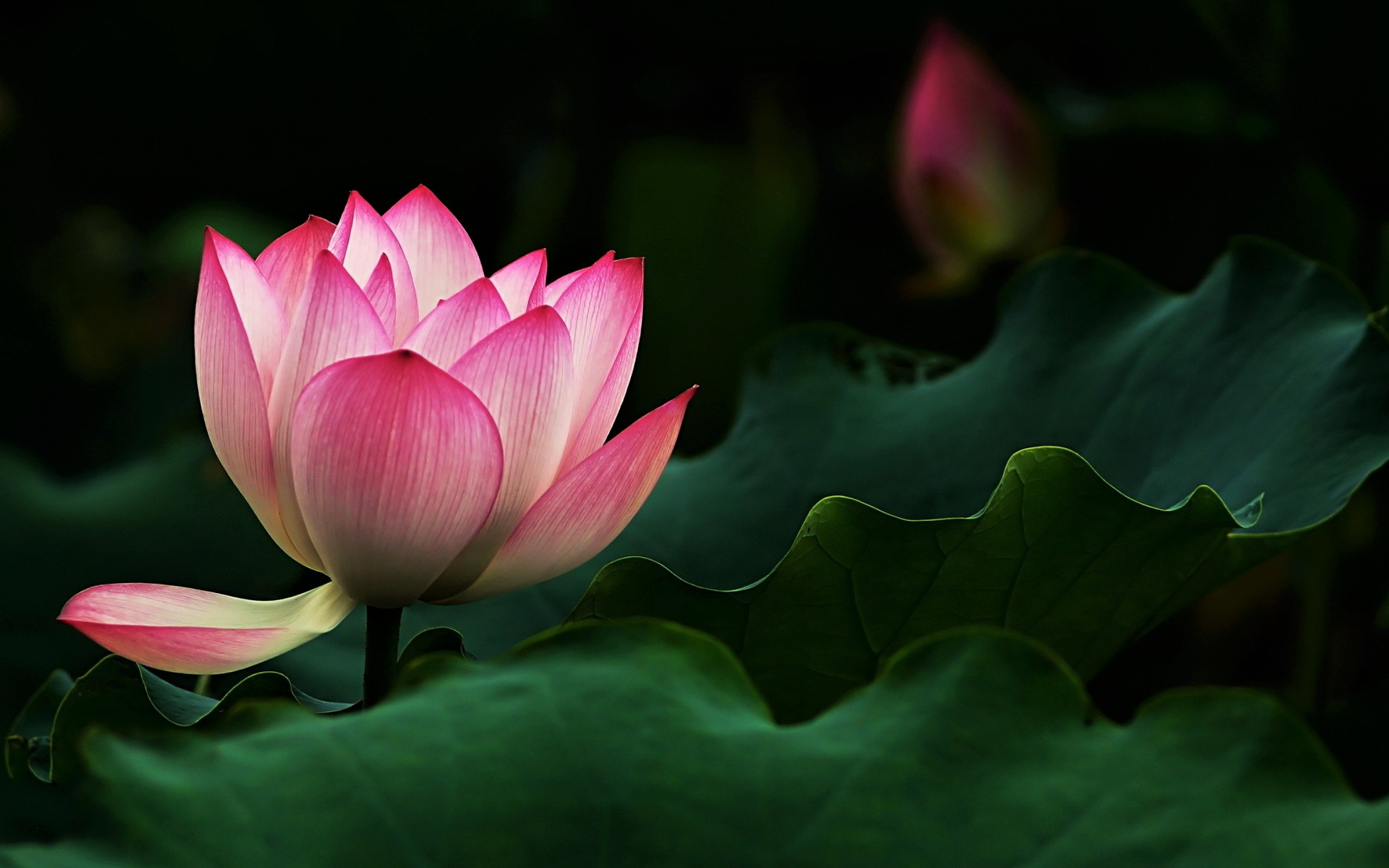 Handy-Wallpaper Blumen, Lotus, Blume, Erde/natur, Pinke Blume kostenlos herunterladen.