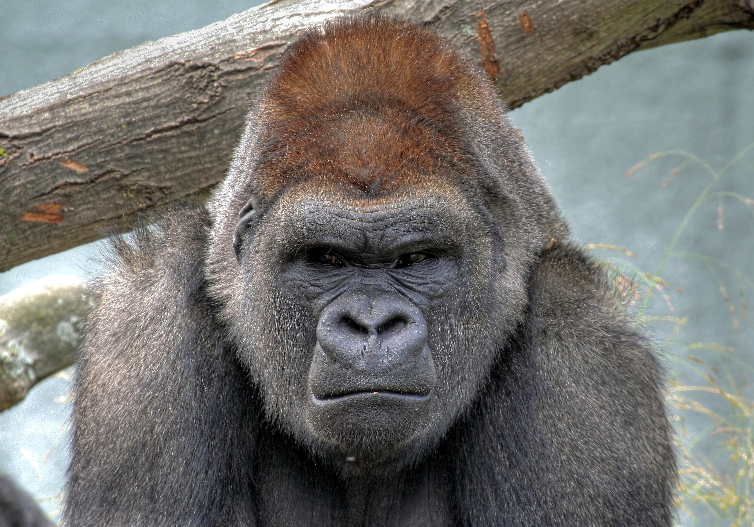 285976 Hintergrundbild herunterladen tiere, gorilla, affen - Bildschirmschoner und Bilder kostenlos