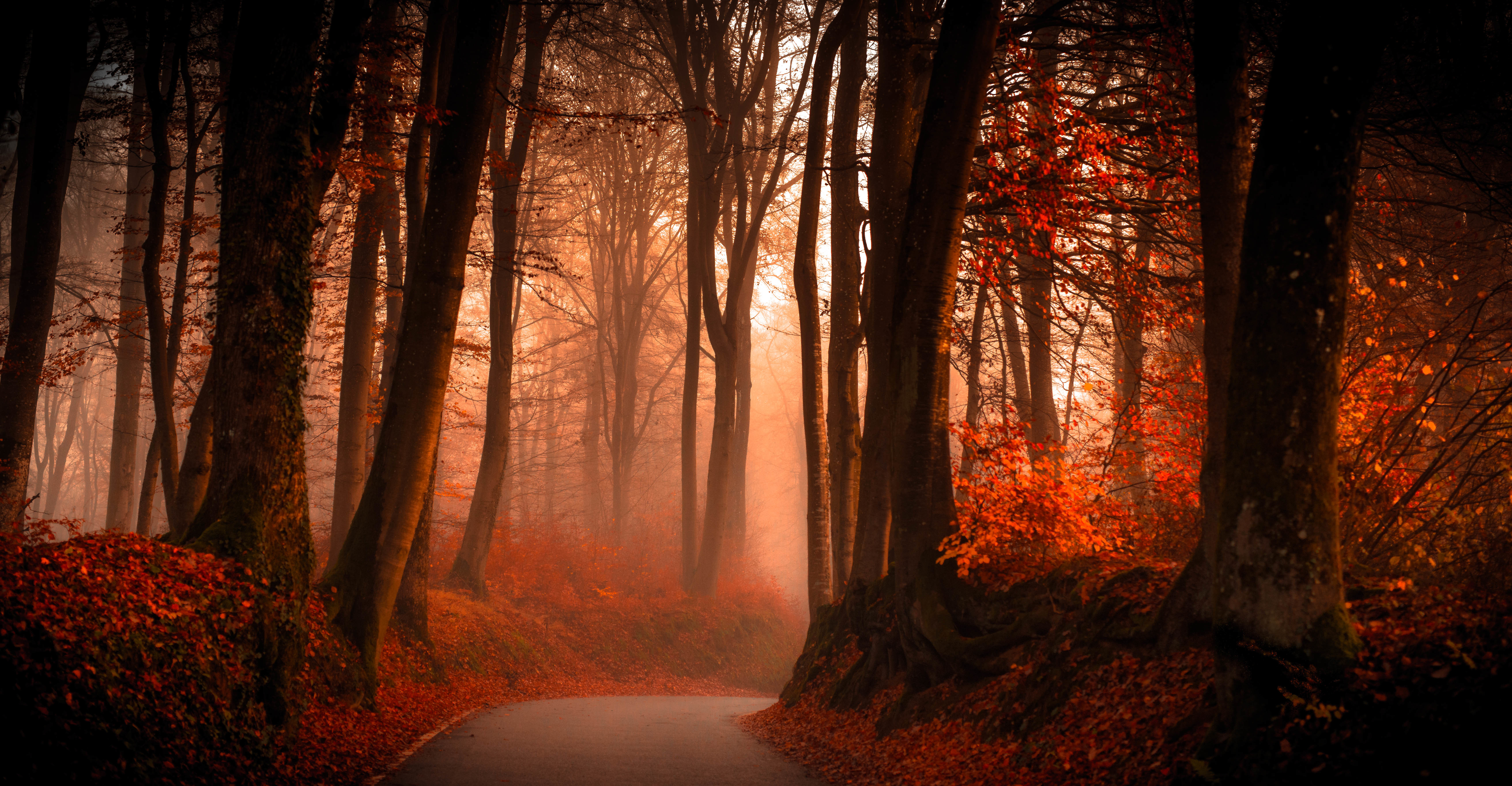 Скачать обои бесплатно Природа, Осень, Дорога, Лес, Дерево, Туман, Сделано Человеком картинка на рабочий стол ПК