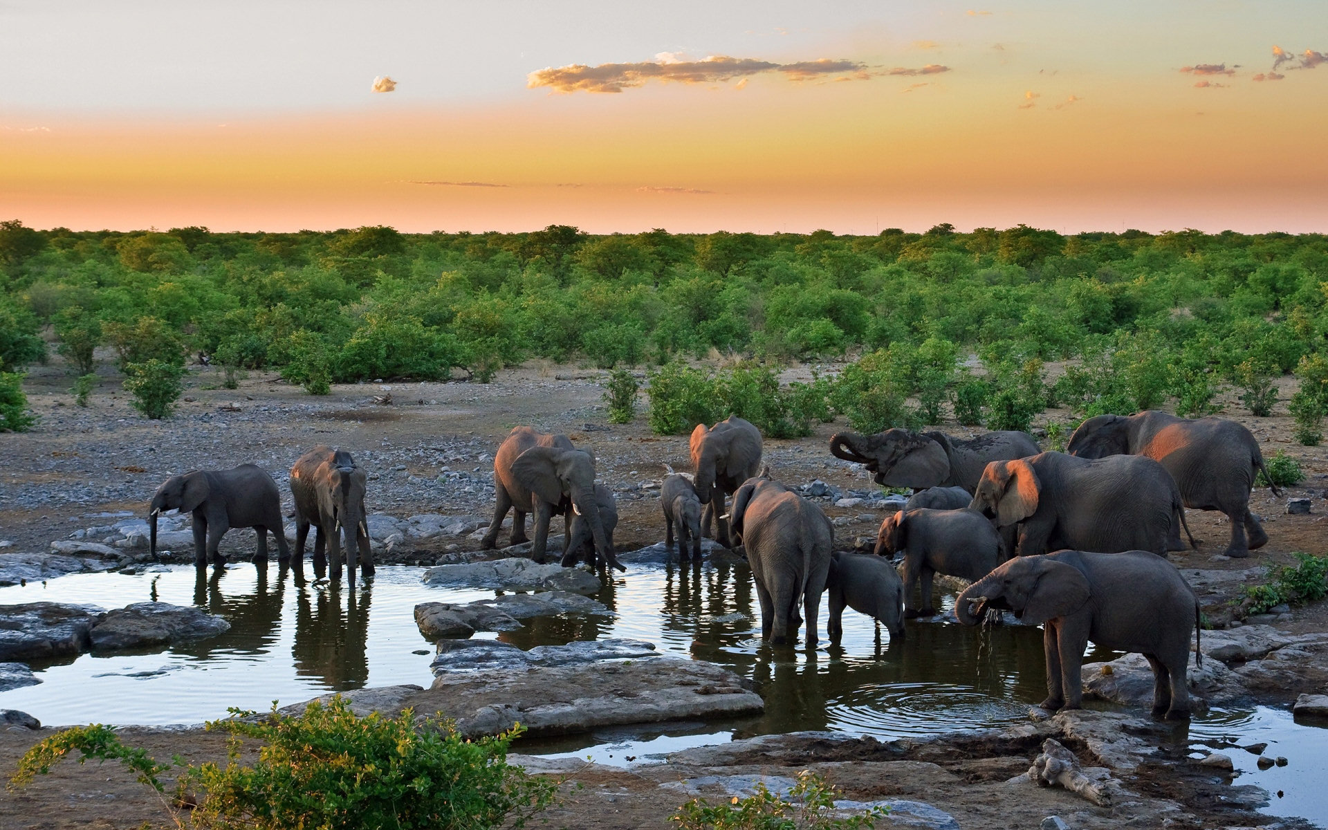 Скачати мобільні шпалери Тварина, Африканський Чагарниковий Слон безкоштовно.