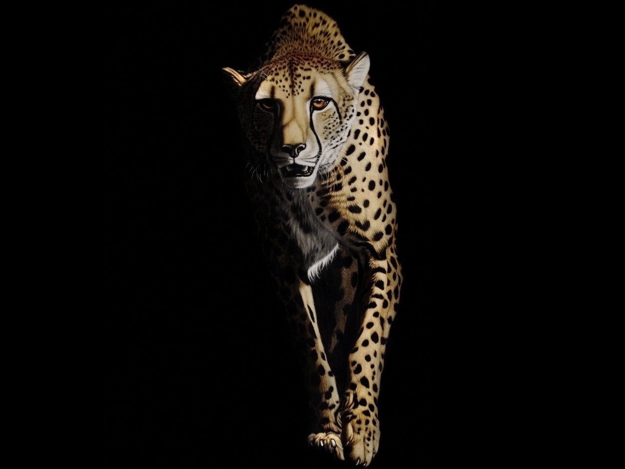 cheetah, black, animals Full HD