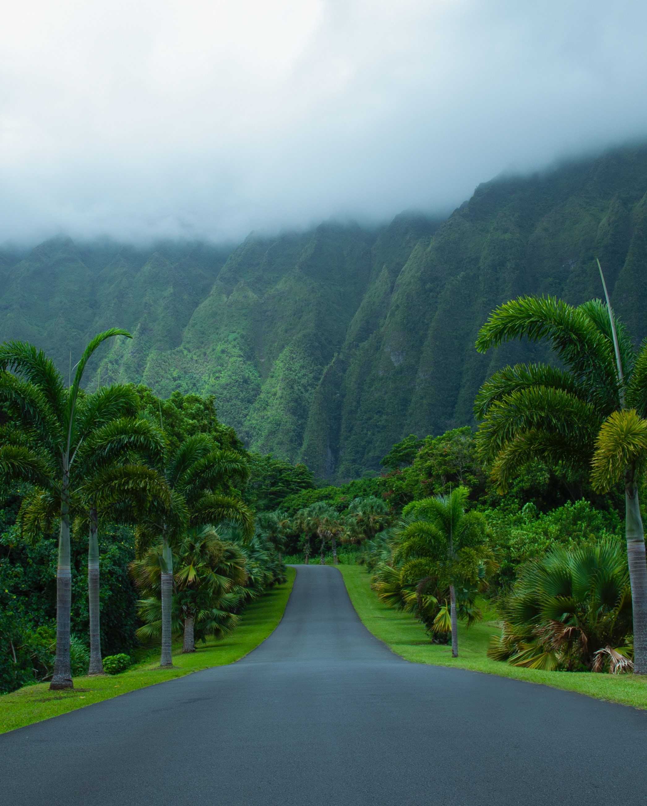 nature, asphalt, palms, road, mountains HD wallpaper