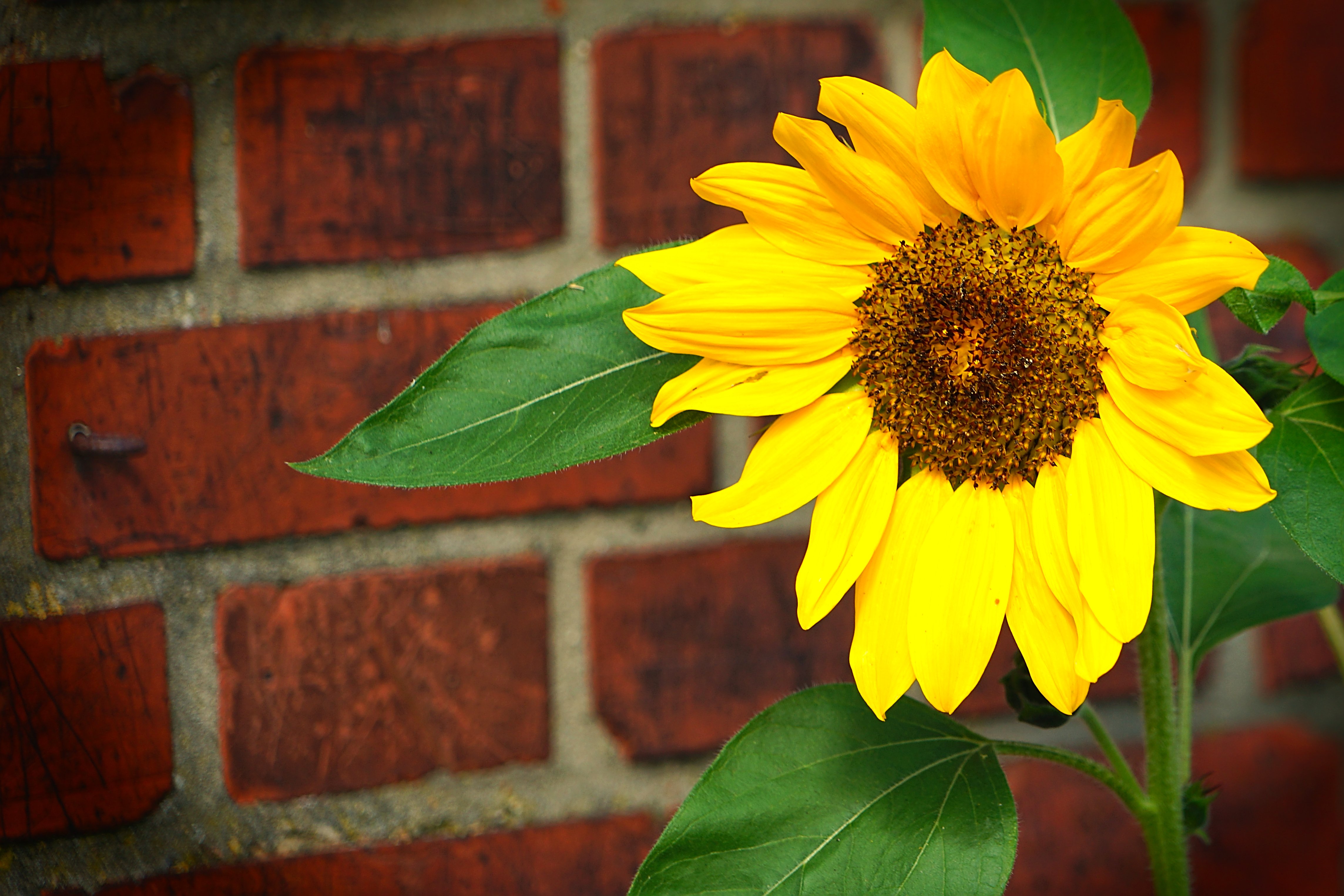 Download mobile wallpaper Nature, Flowers, Flower, Earth, Sunflower, Yellow Flower for free.