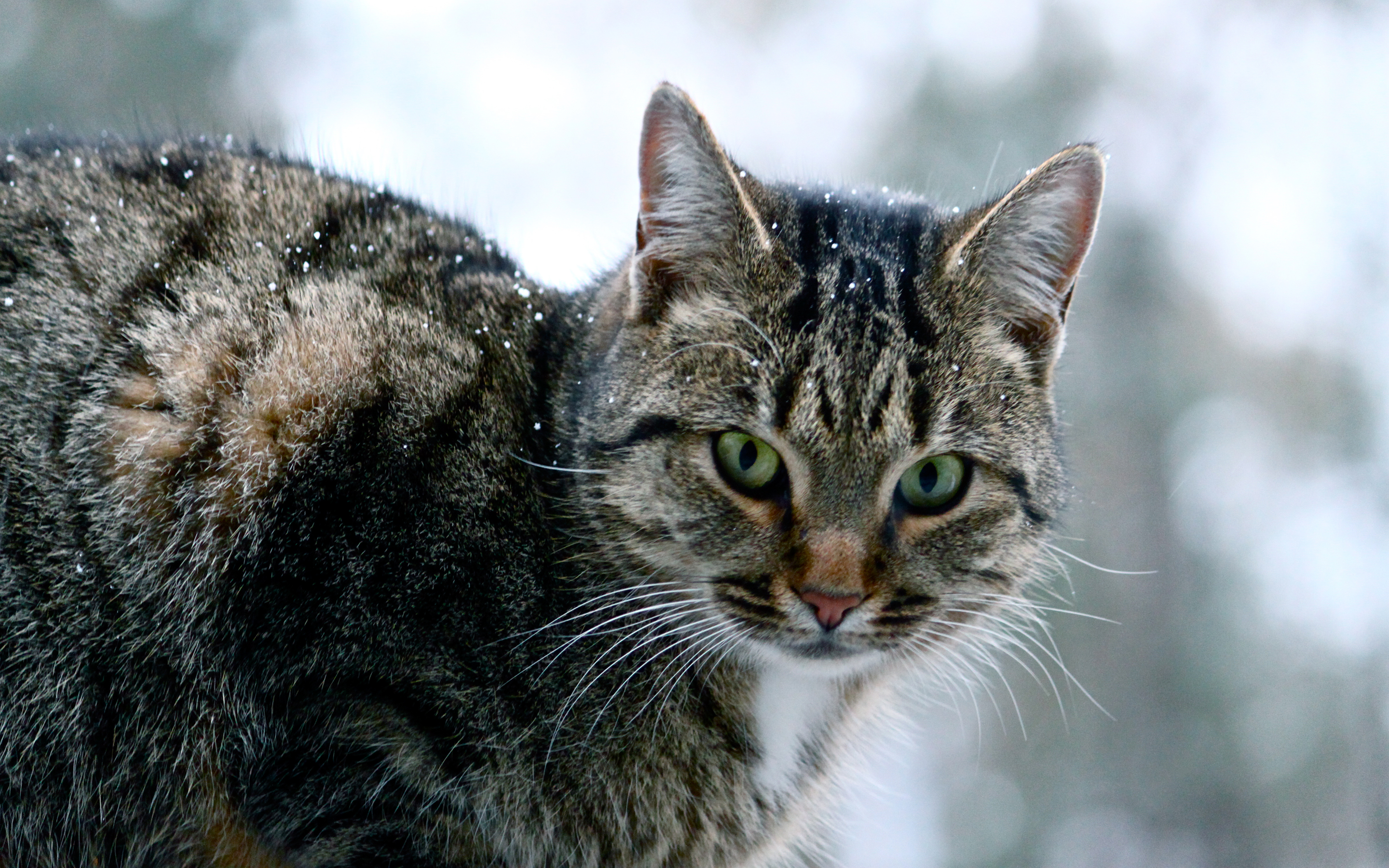 Handy-Wallpaper Tiere, Katzen, Katze kostenlos herunterladen.