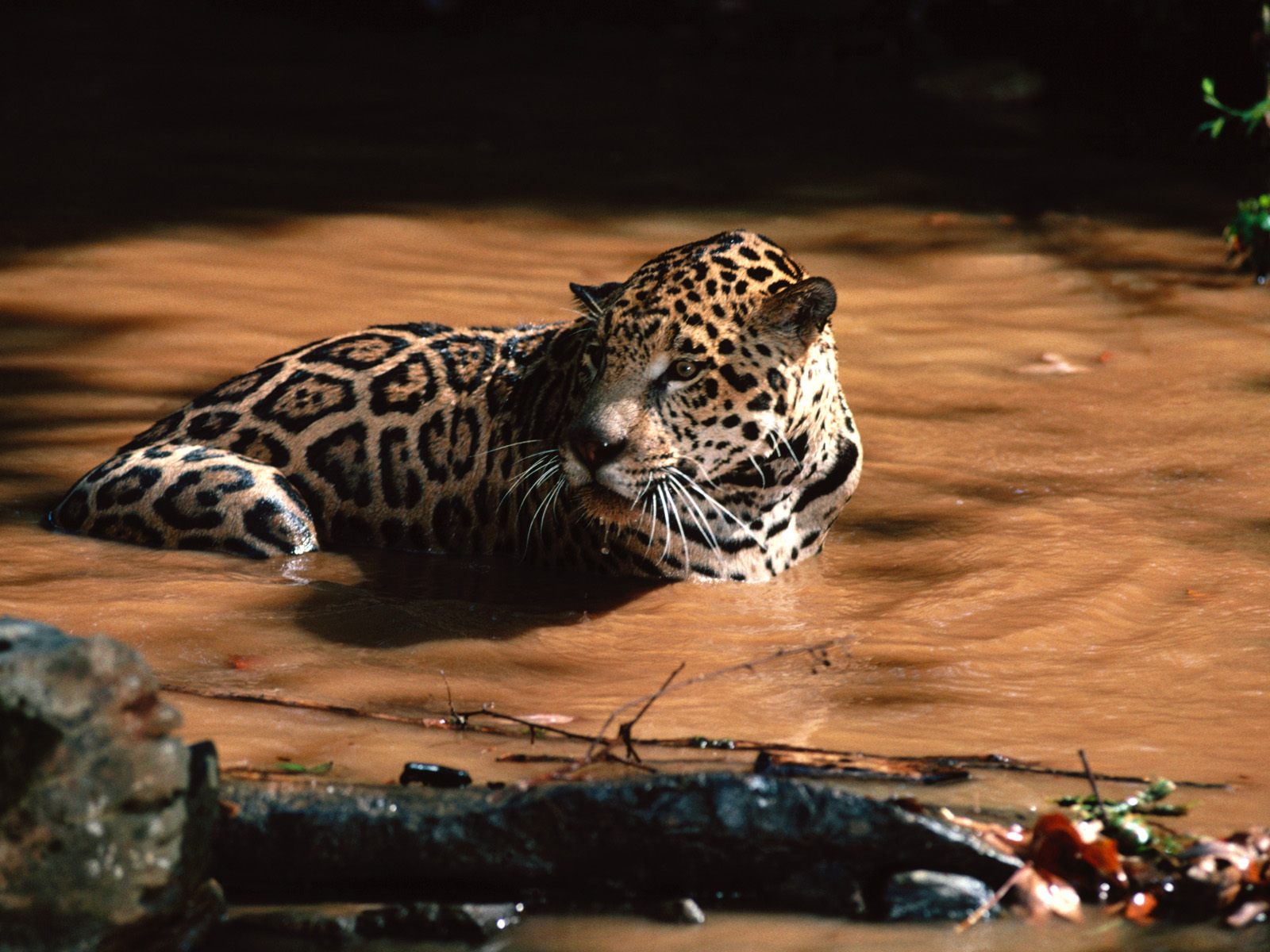 Handy-Wallpaper Leopard, Katzen, Tiere kostenlos herunterladen.