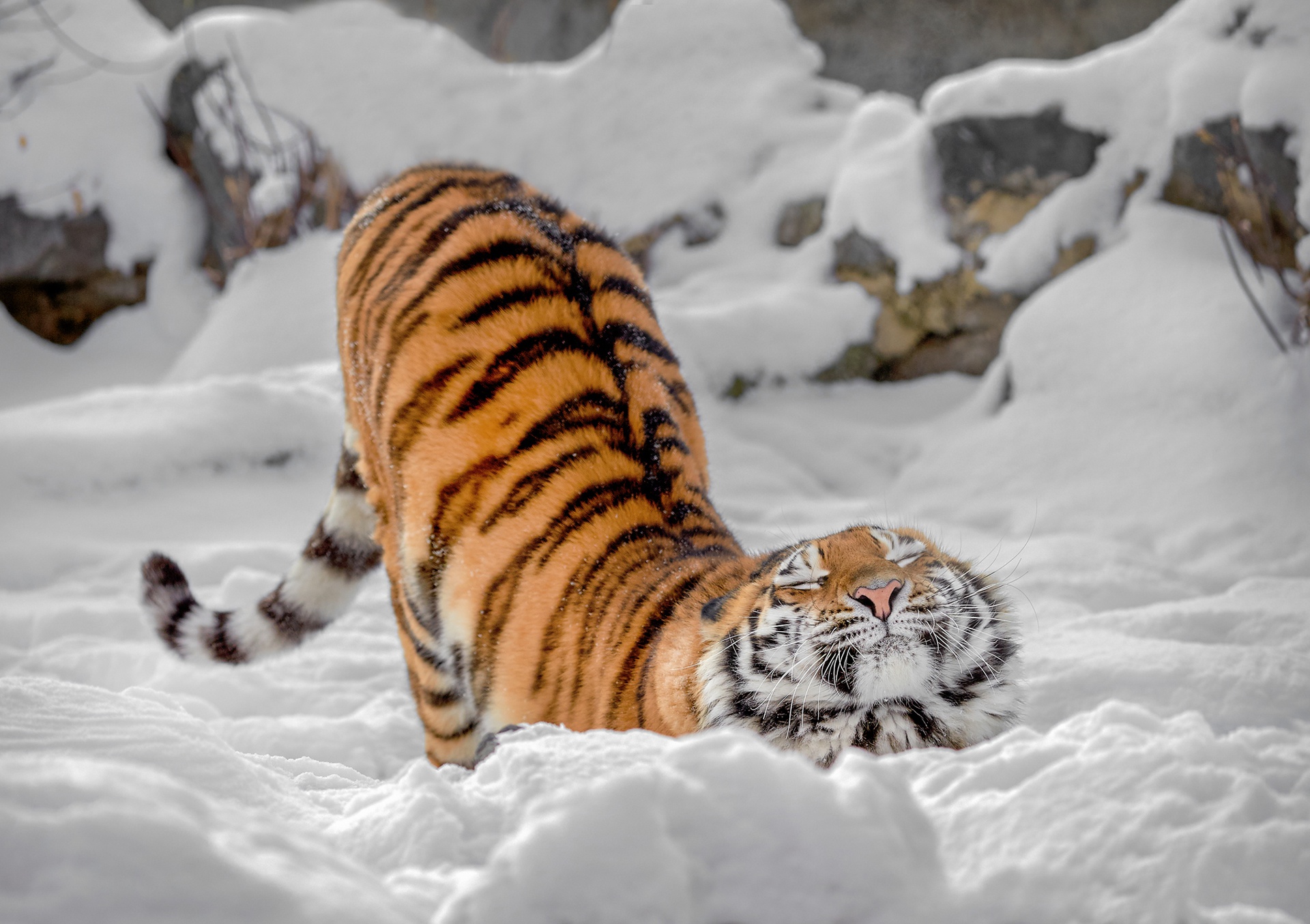 Baixe gratuitamente a imagem Animais, Gatos, Neve, Tigre na área de trabalho do seu PC