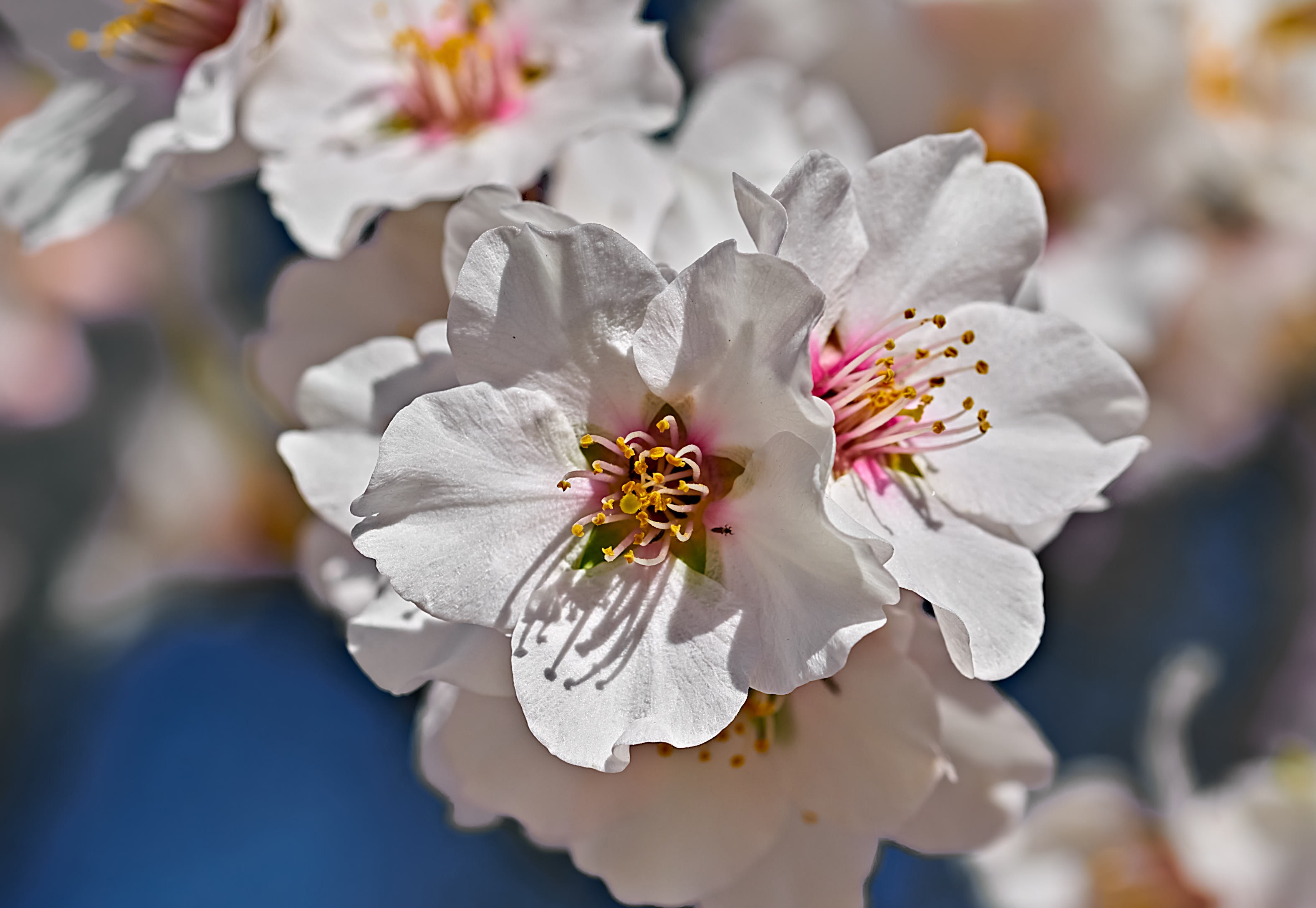 Download mobile wallpaper Nature, Flower, Blur, Close Up, Earth, Blossom for free.