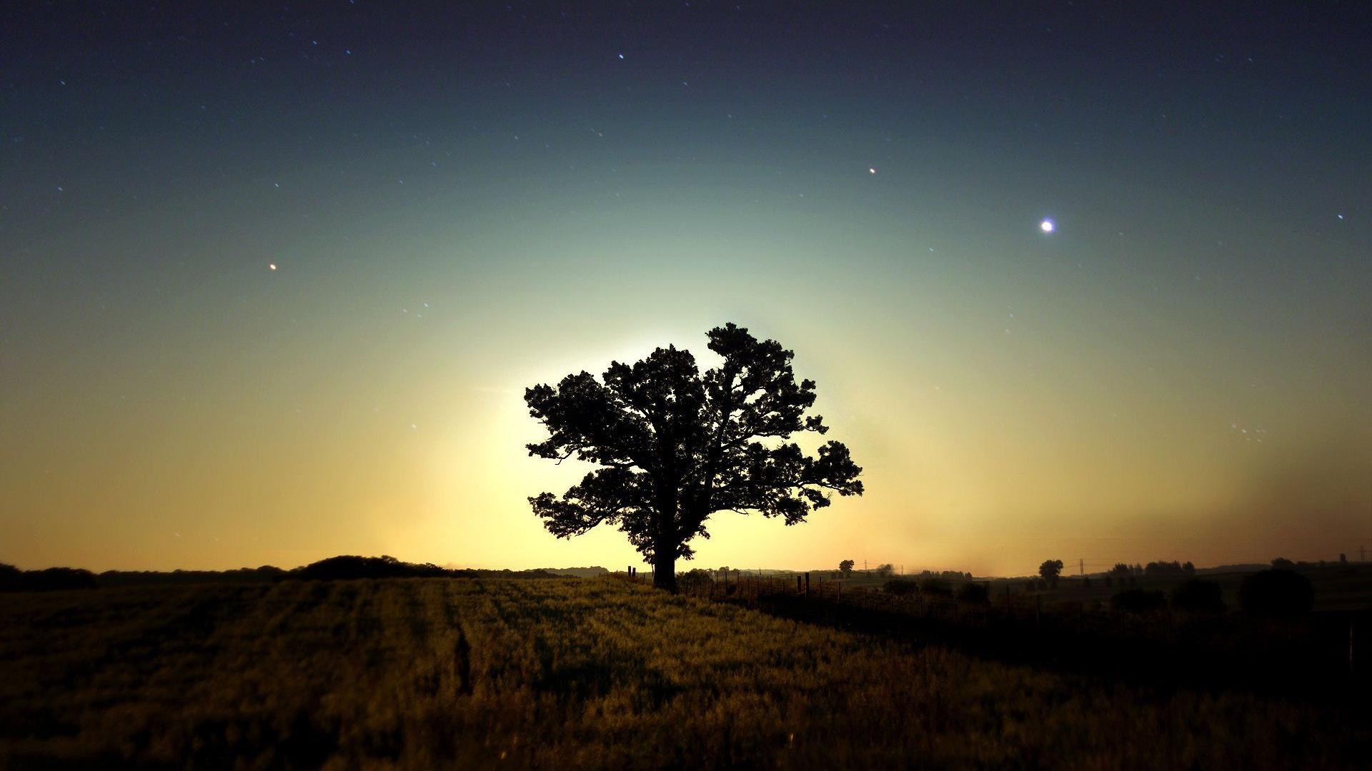 Descarga gratuita de fondo de pantalla para móvil de Árbol, Tierra/naturaleza.