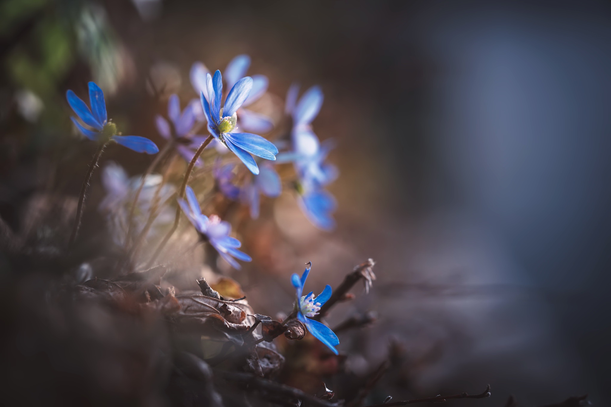 Téléchargez gratuitement l'image Fleurs, Fleur, Terre/nature sur le bureau de votre PC