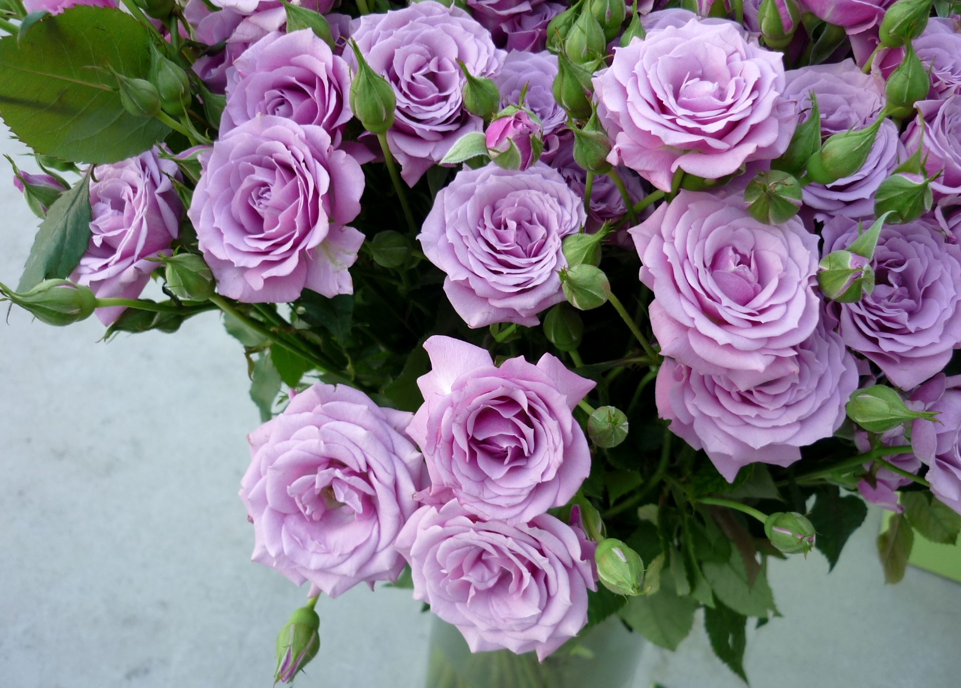 Laden Sie das Blumen, Blume, Rose, Knospe, Blatt, Lila Blume, Erde/natur-Bild kostenlos auf Ihren PC-Desktop herunter