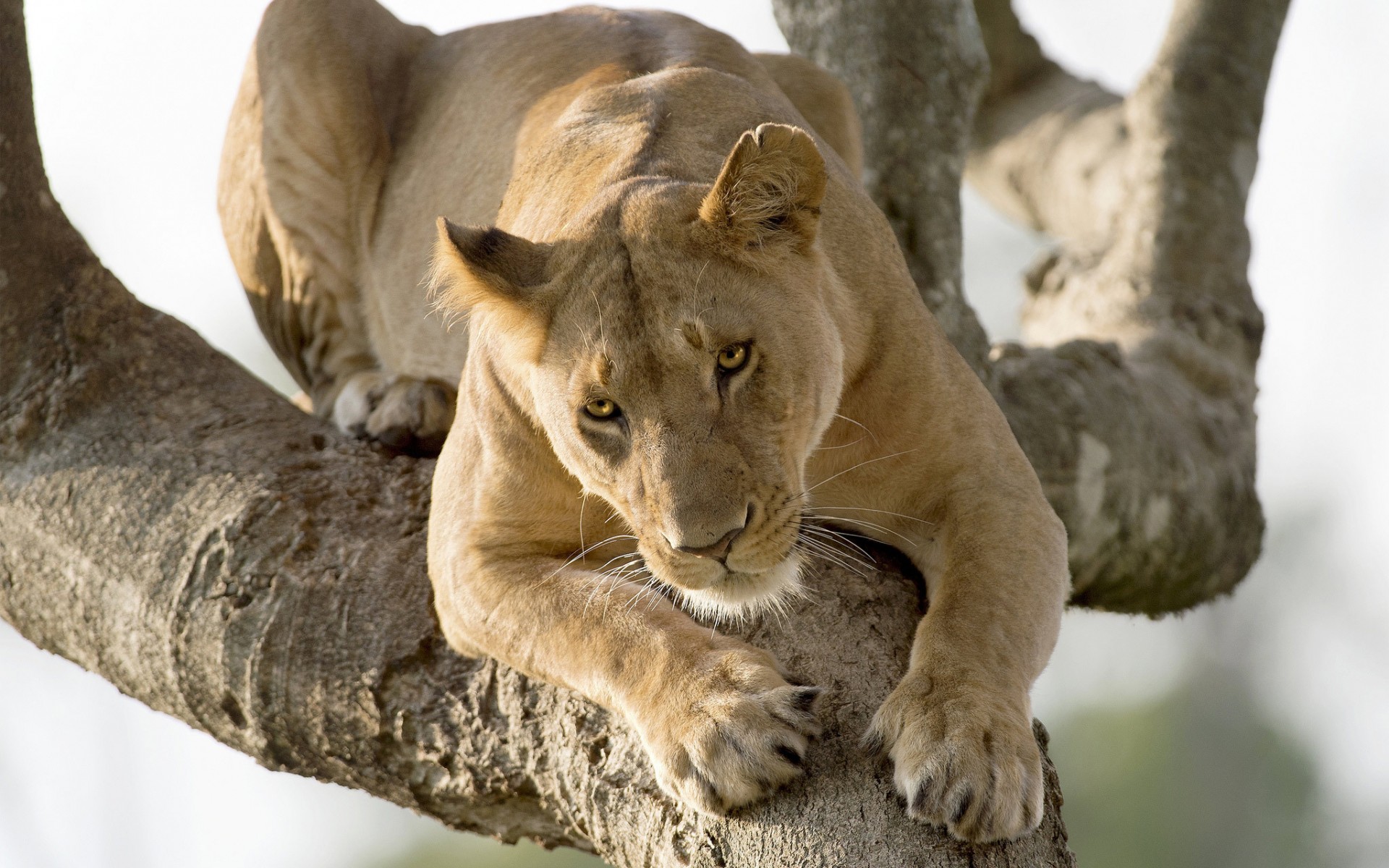 Téléchargez des papiers peints mobile Animaux, Chats, Lion gratuitement.