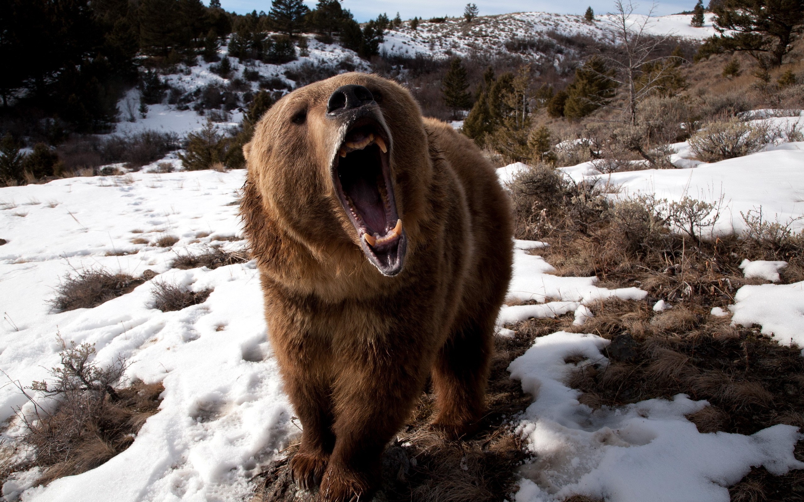 Download mobile wallpaper Bears, Bear, Animal for free.