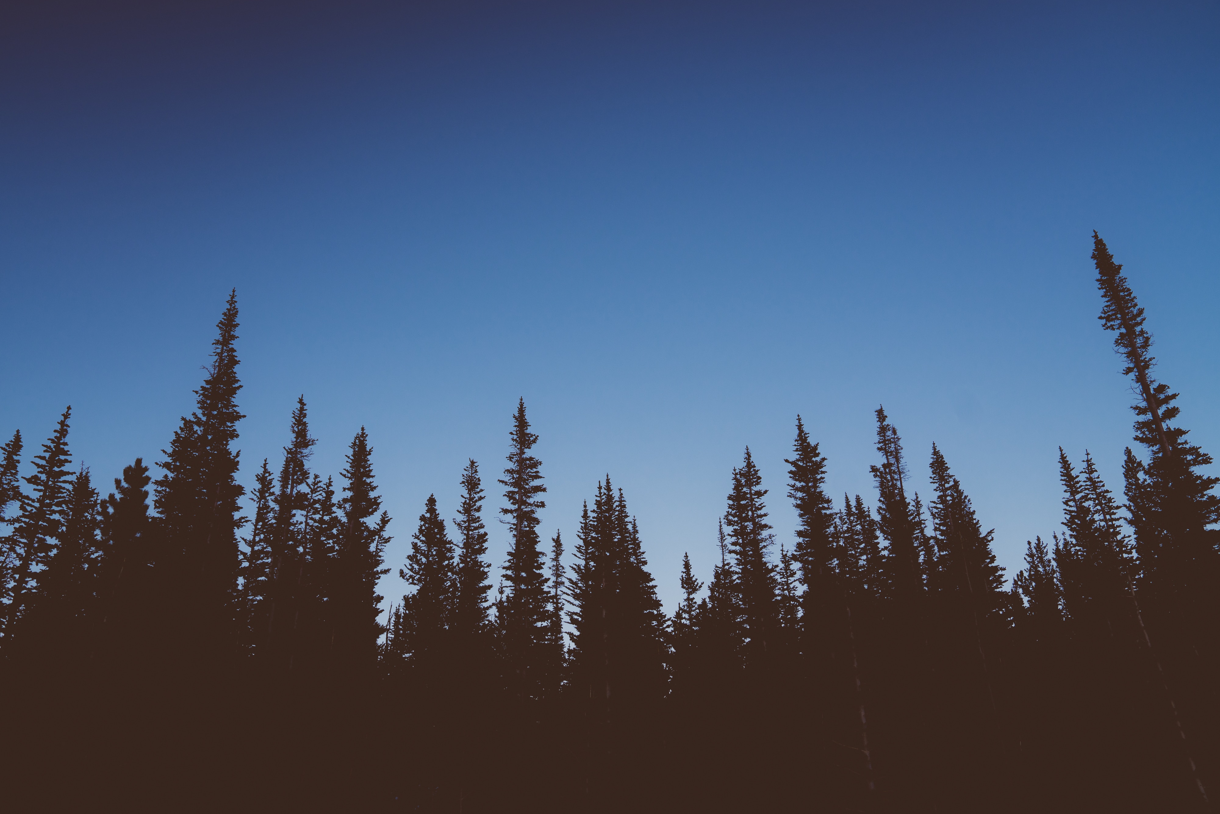 Laden Sie das Bäume, Dämmerung, Twilight, Natur, Sky, Dunkel-Bild kostenlos auf Ihren PC-Desktop herunter