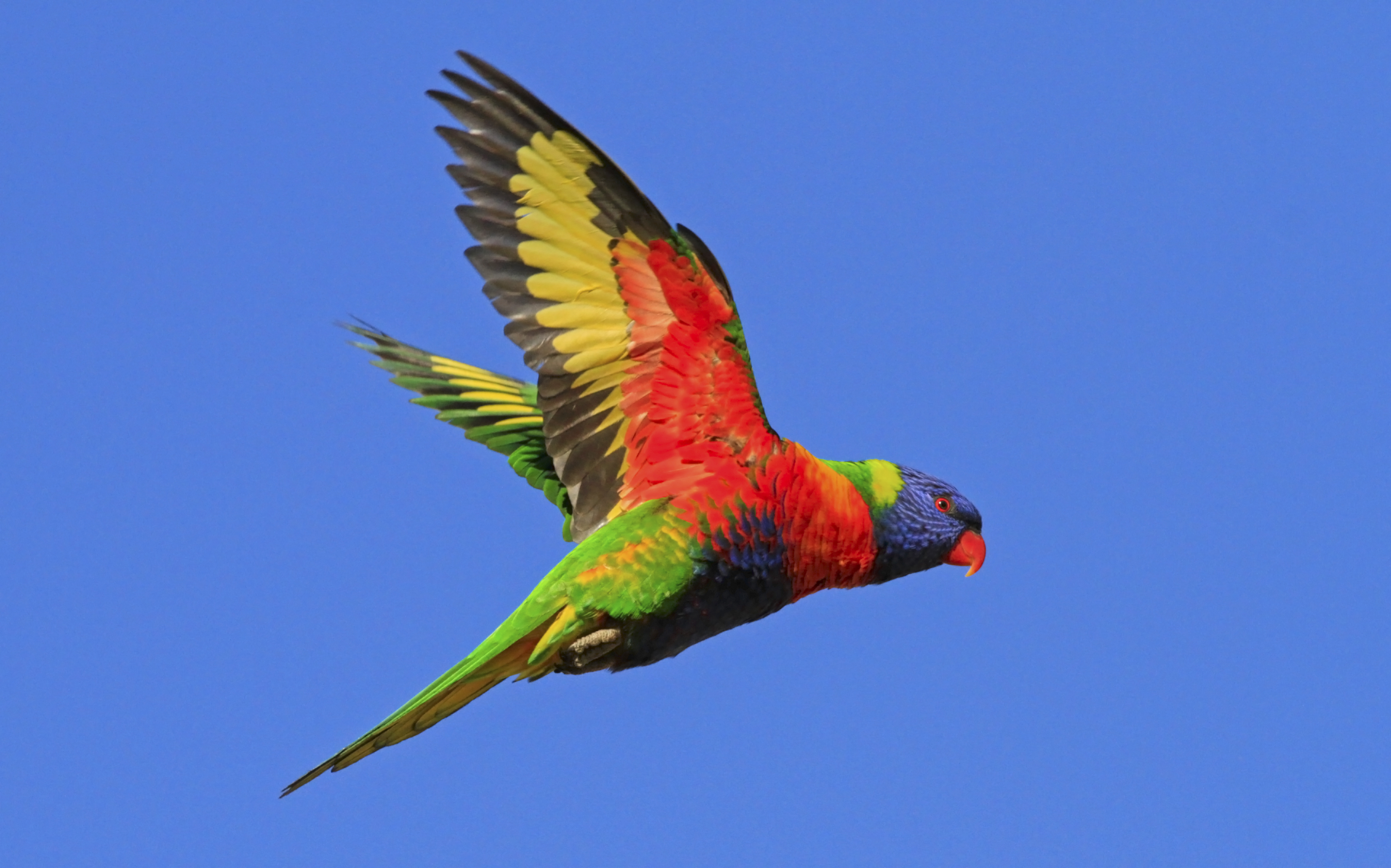 357645 скачать обои попугай, животные, радужный лорикет, птицы, полет, летающий, небо, крылья - заставки и картинки бесплатно