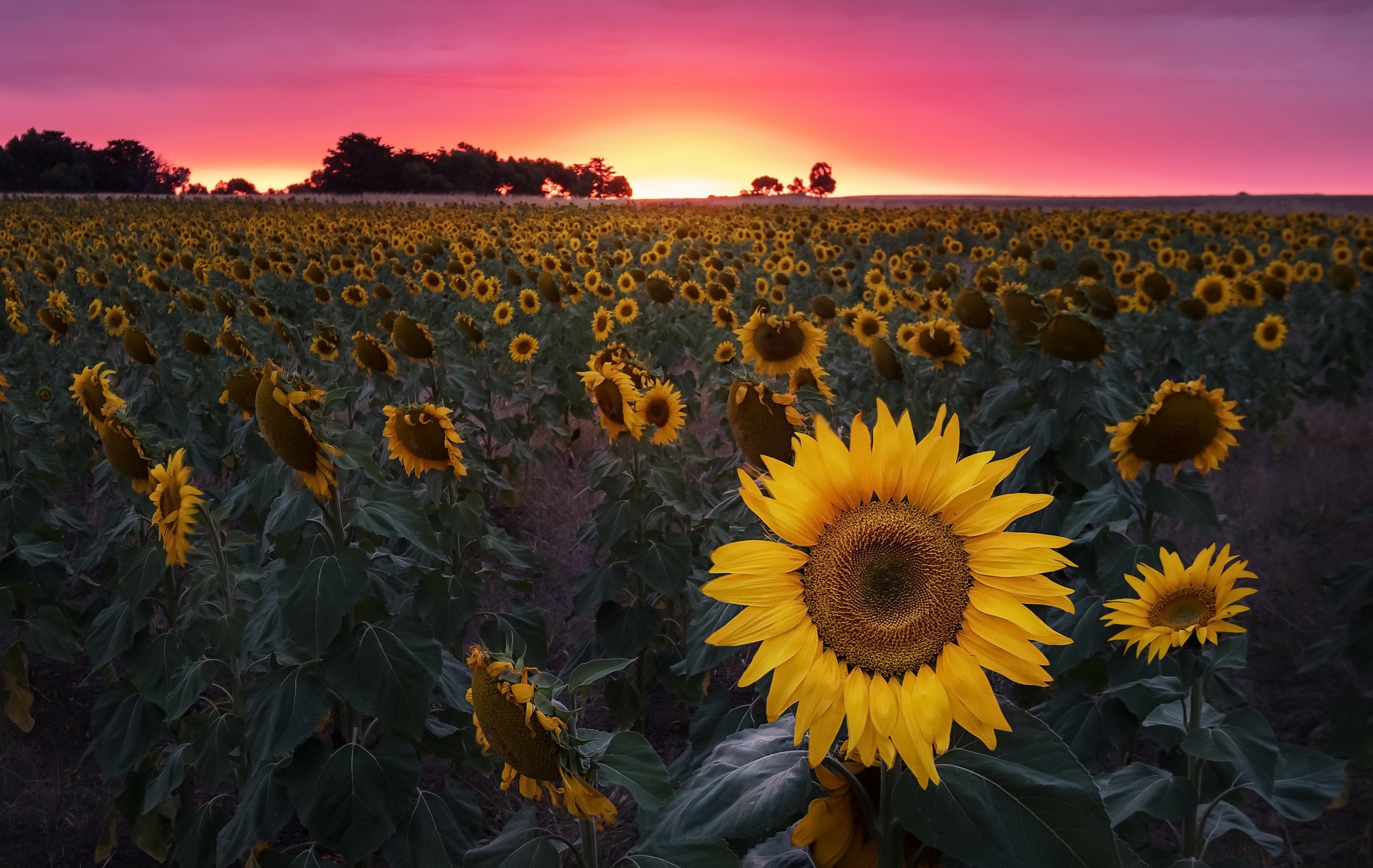 Free download wallpaper Flowers, Summer, Flower, Earth, Field, Sunflower, Yellow Flower on your PC desktop