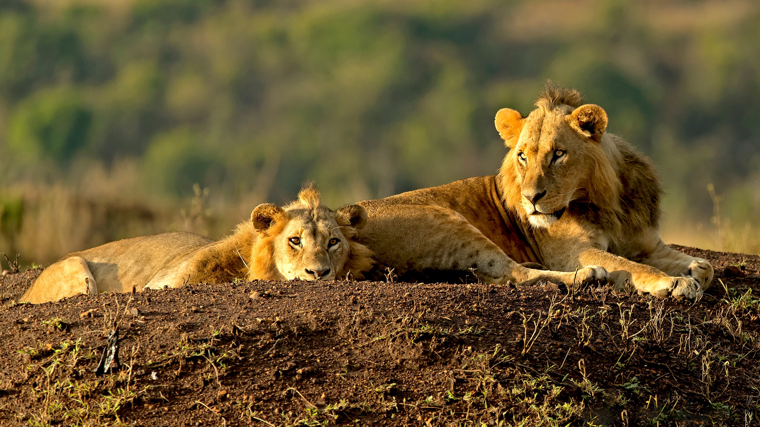 Téléchargez des papiers peints mobile Animaux, Chats, Lion gratuitement.