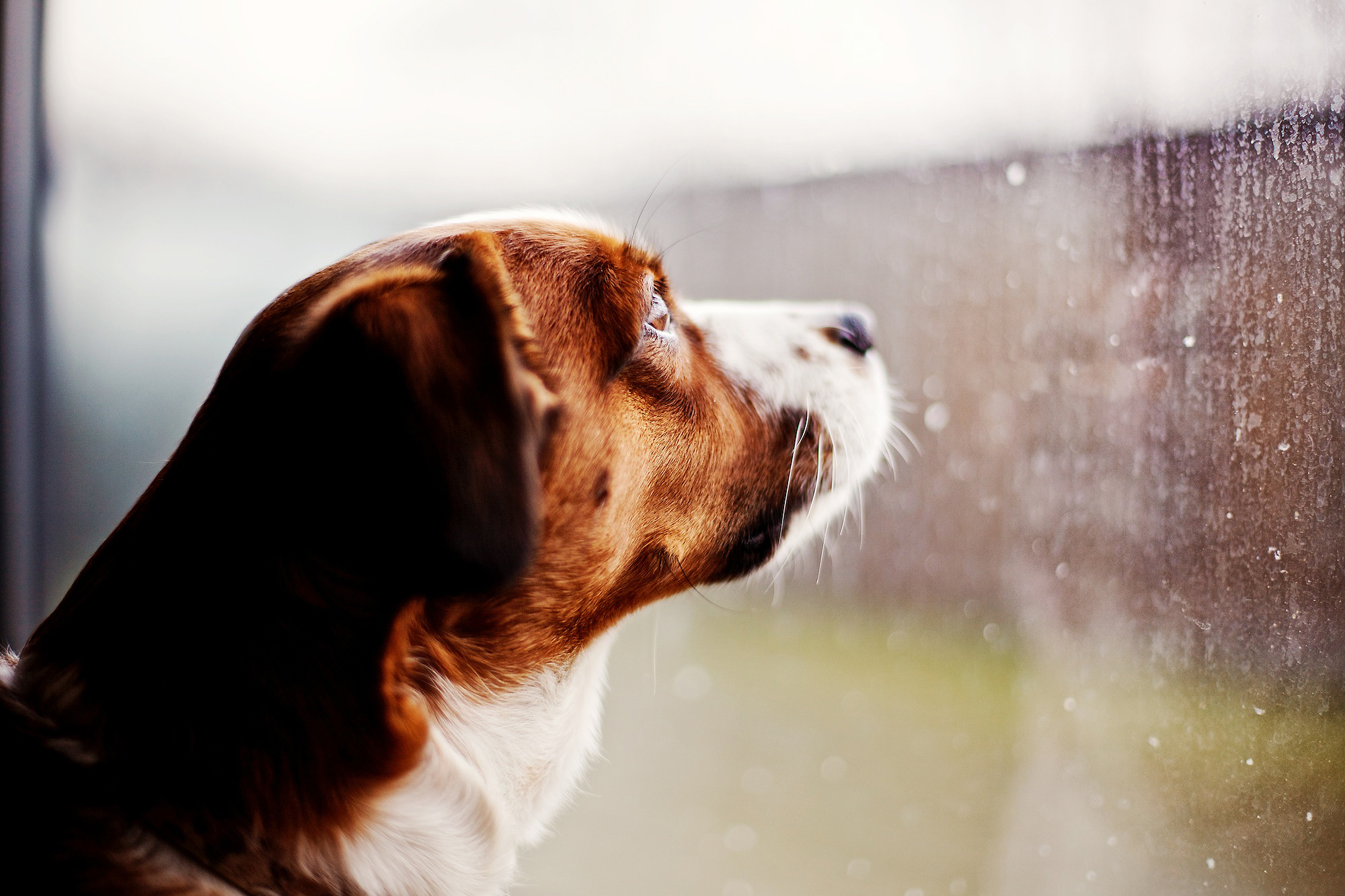 Download mobile wallpaper Dogs, Rain, Dog, Animal, Water Drop for free.