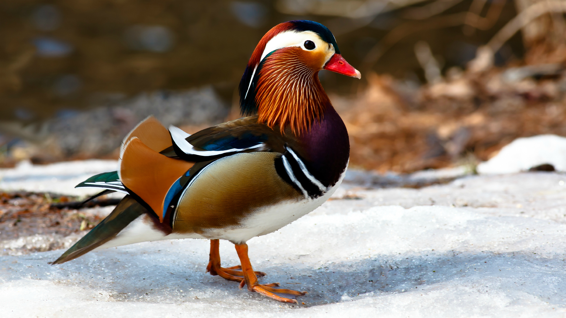 Laden Sie das Tiere, Vögel, Ente, Bunt, Mandarinente-Bild kostenlos auf Ihren PC-Desktop herunter