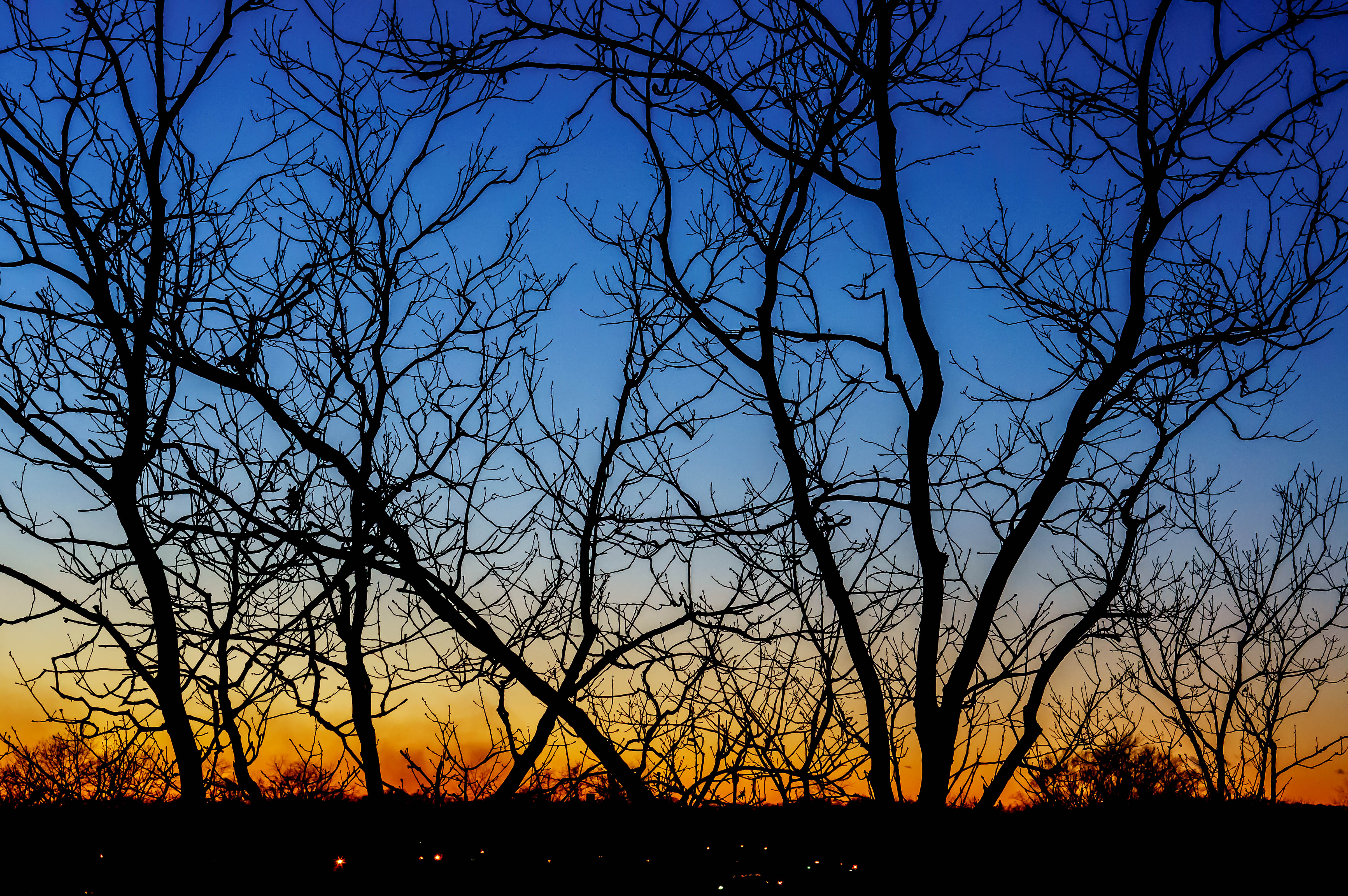 PC Wallpapers gradient, nature, trees, sunset, horizon, branches