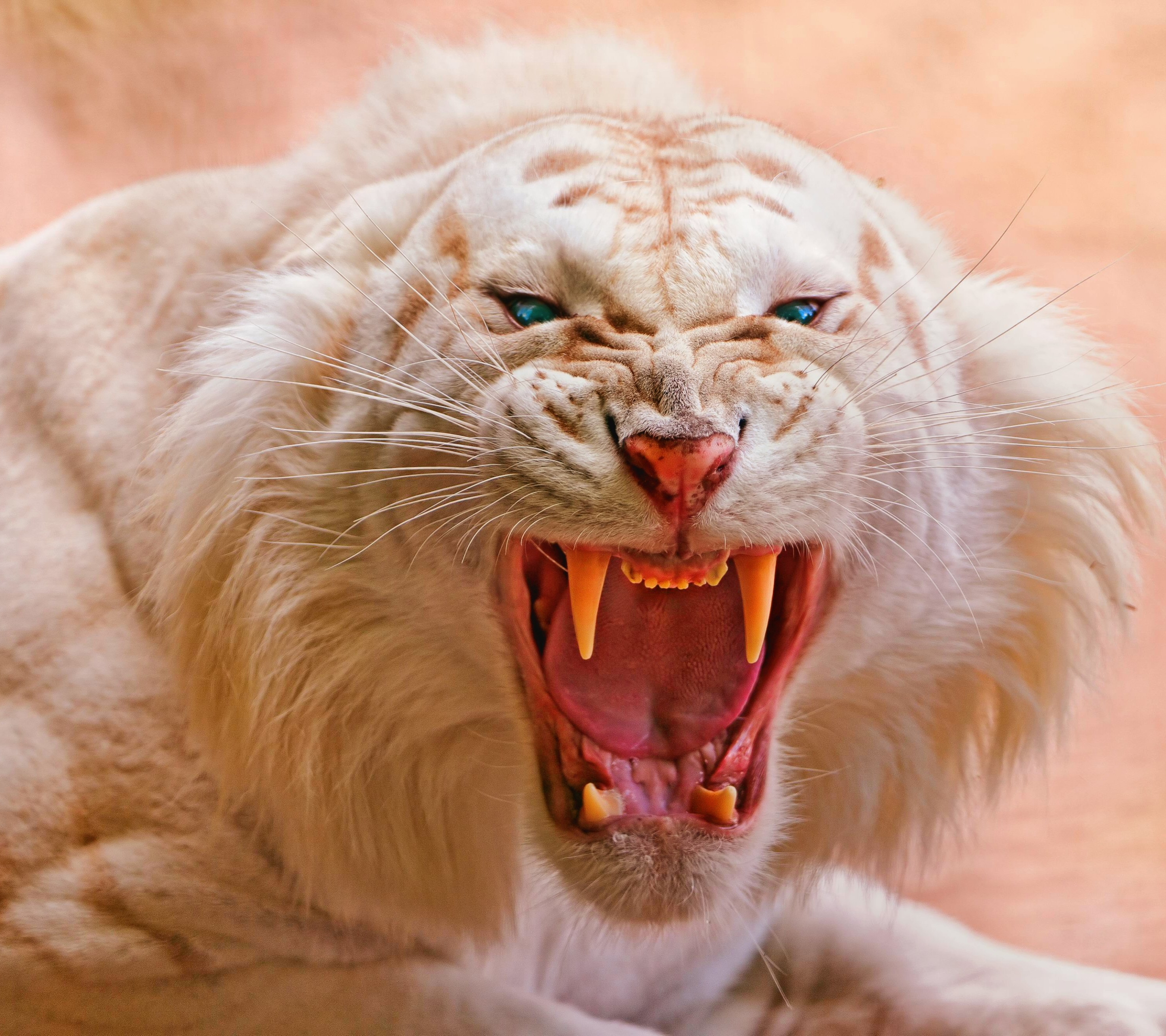 1092679 Bild herunterladen tiere, weißer tiger, albino, säugetier, sibirisch, tiger, katze, katzen - Hintergrundbilder und Bildschirmschoner kostenlos