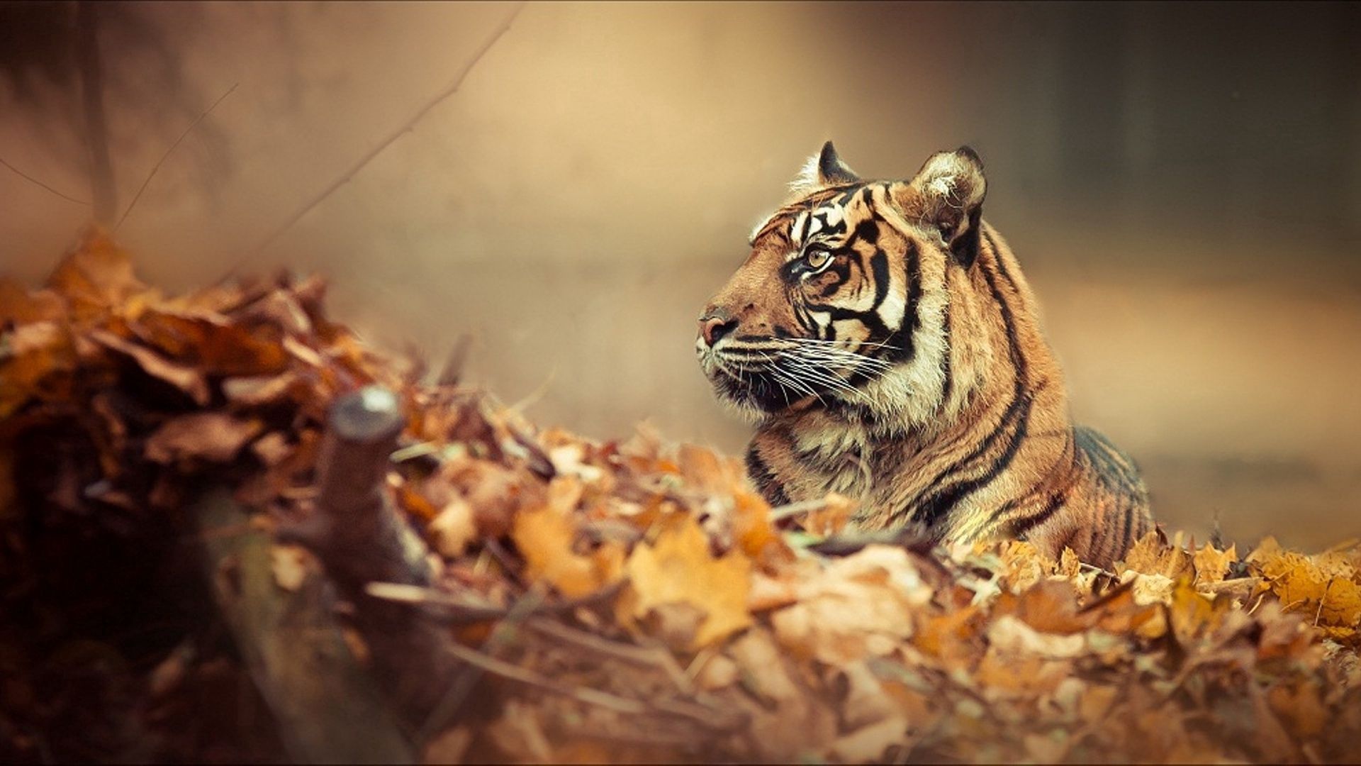 Free download wallpaper Animals, To Lie Down, Lie, Muzzle, Tiger, Autumn, Leaves on your PC desktop