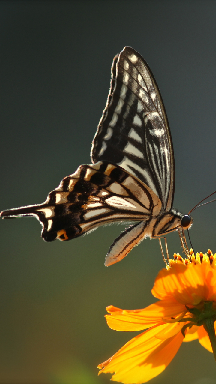 Descarga gratuita de fondo de pantalla para móvil de Animales, Insecto, Mariposa, Flor Amarilla.