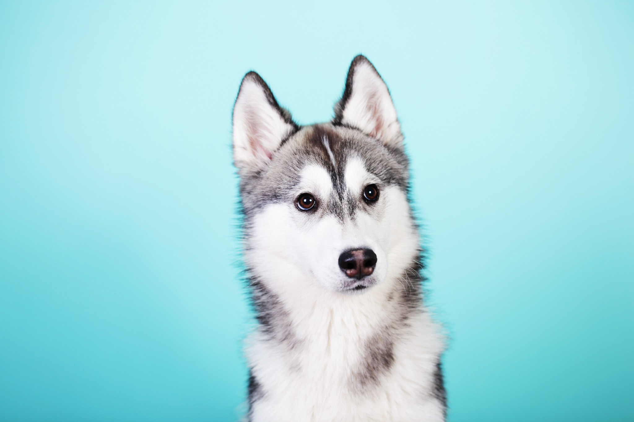 無料モバイル壁紙ハスキー, 犬, 動物をダウンロードします。