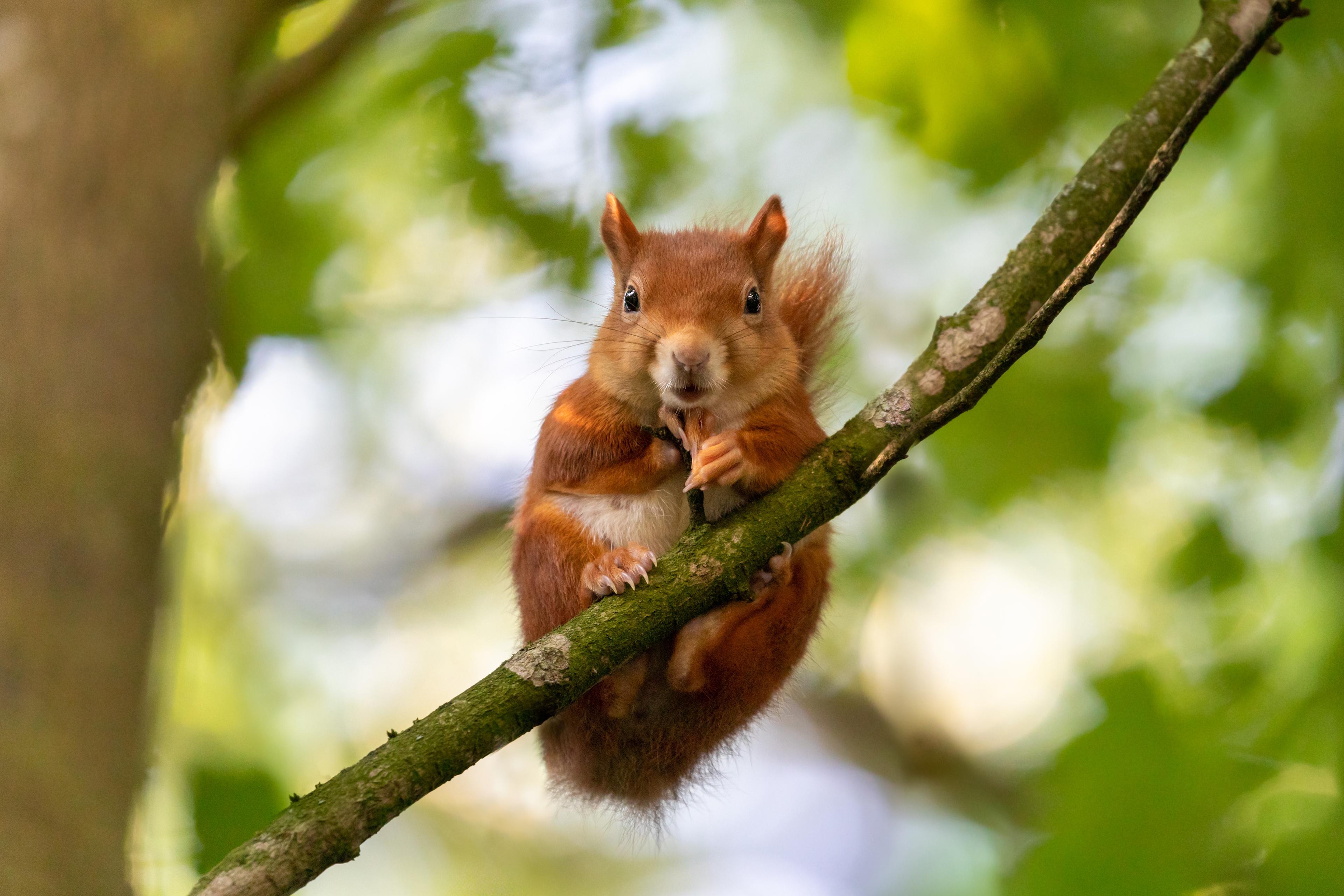 Free download wallpaper Squirrel, Animal, Rodent on your PC desktop