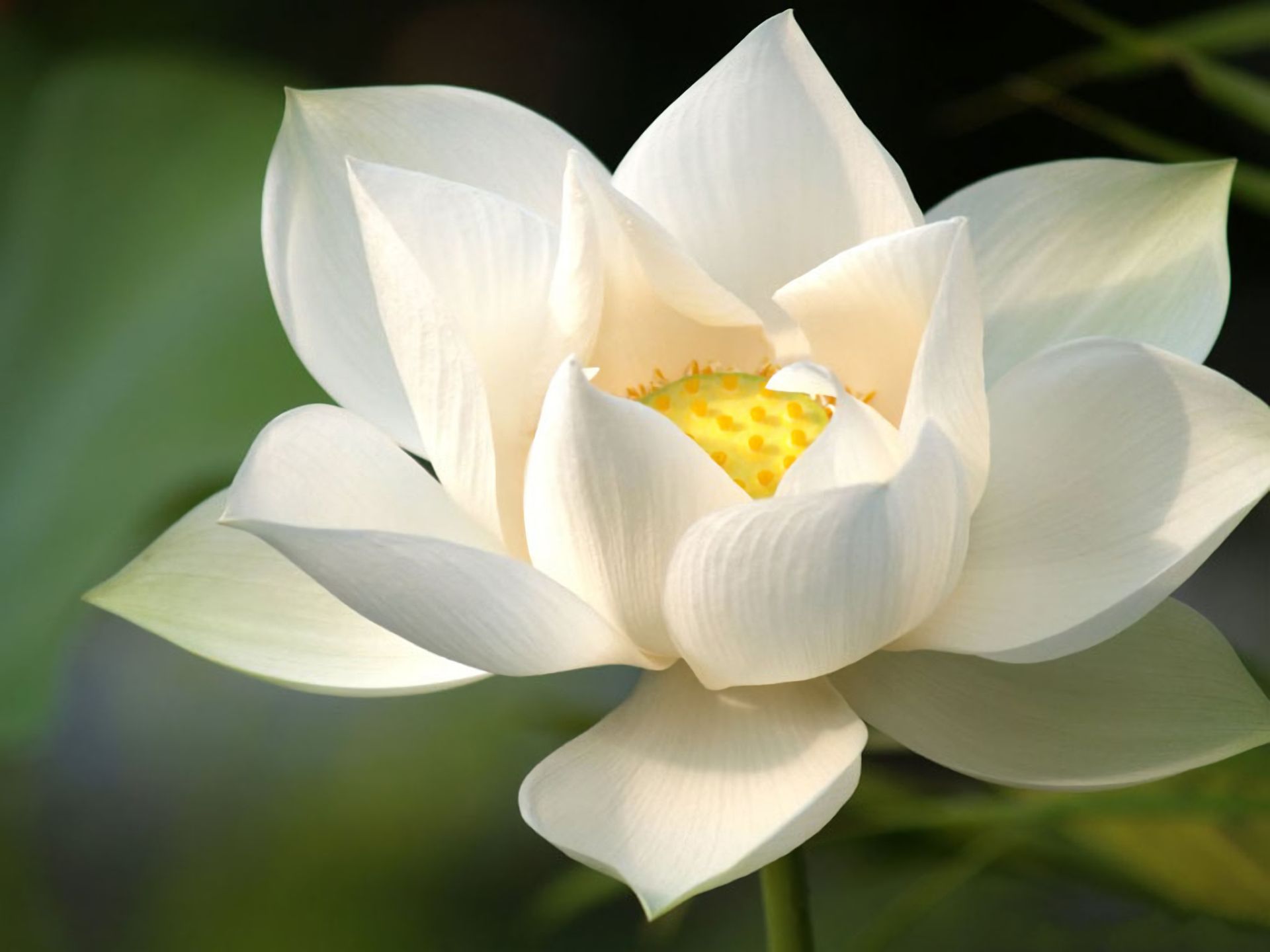 Handy-Wallpaper Blumen, Lotus, Blume, Weiße Blume, Erde/natur kostenlos herunterladen.