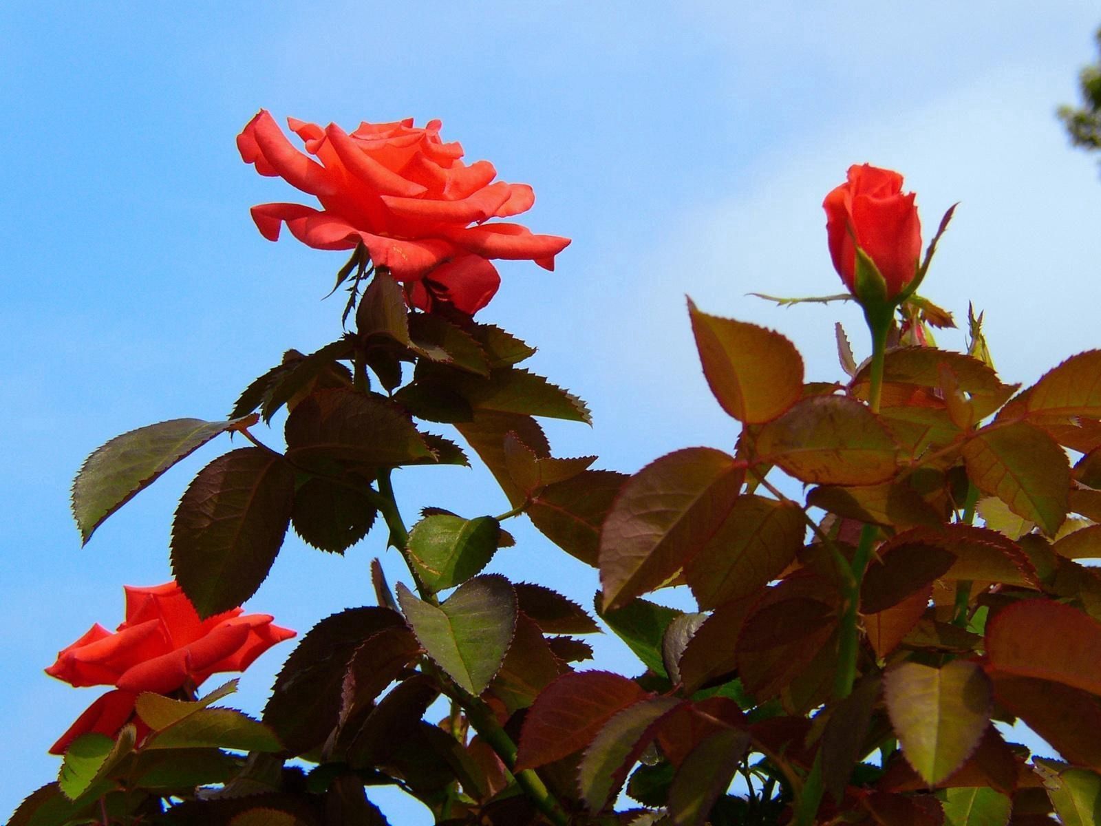 Handy-Wallpaper Blumen, Blätter, Bush, Sky, Busch, Garten, Roses kostenlos herunterladen.