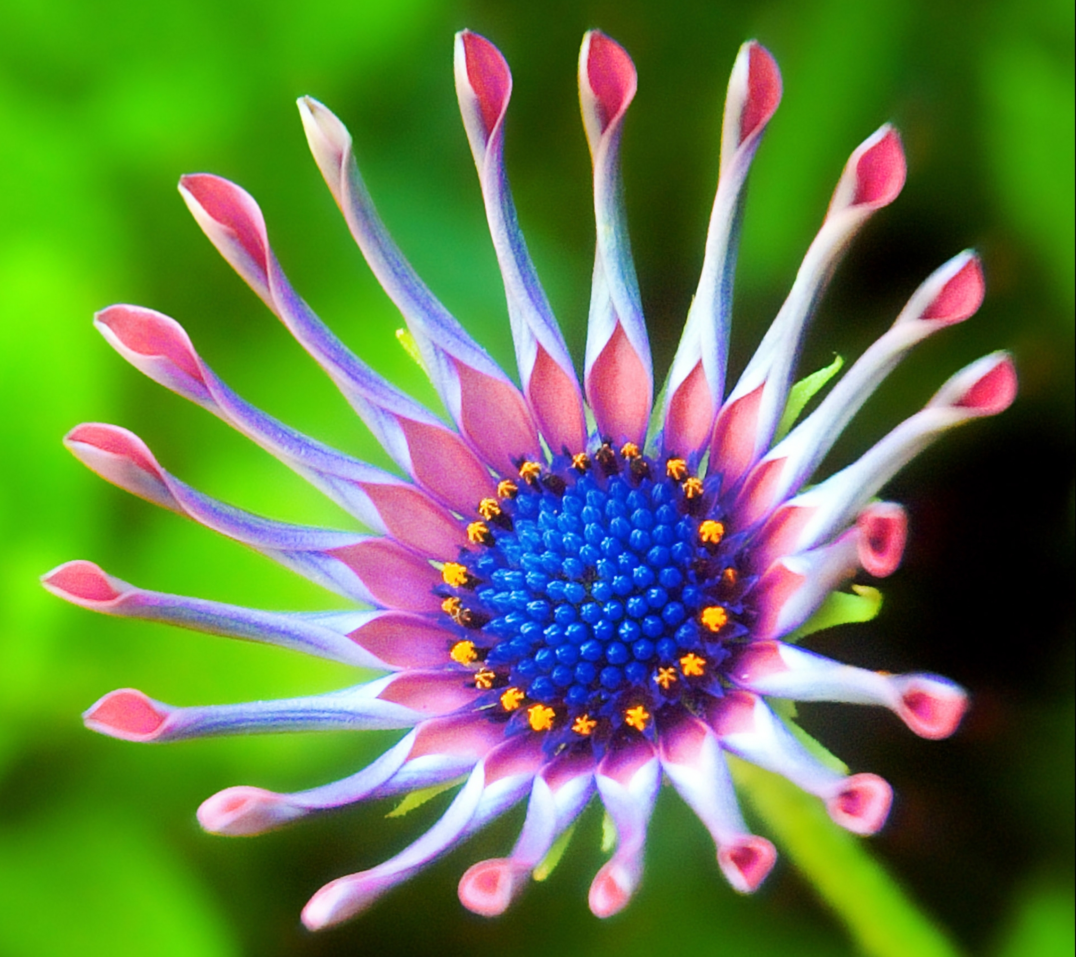 Téléchargez gratuitement l'image Fleur, Marguerite Africaine, Terre/nature sur le bureau de votre PC