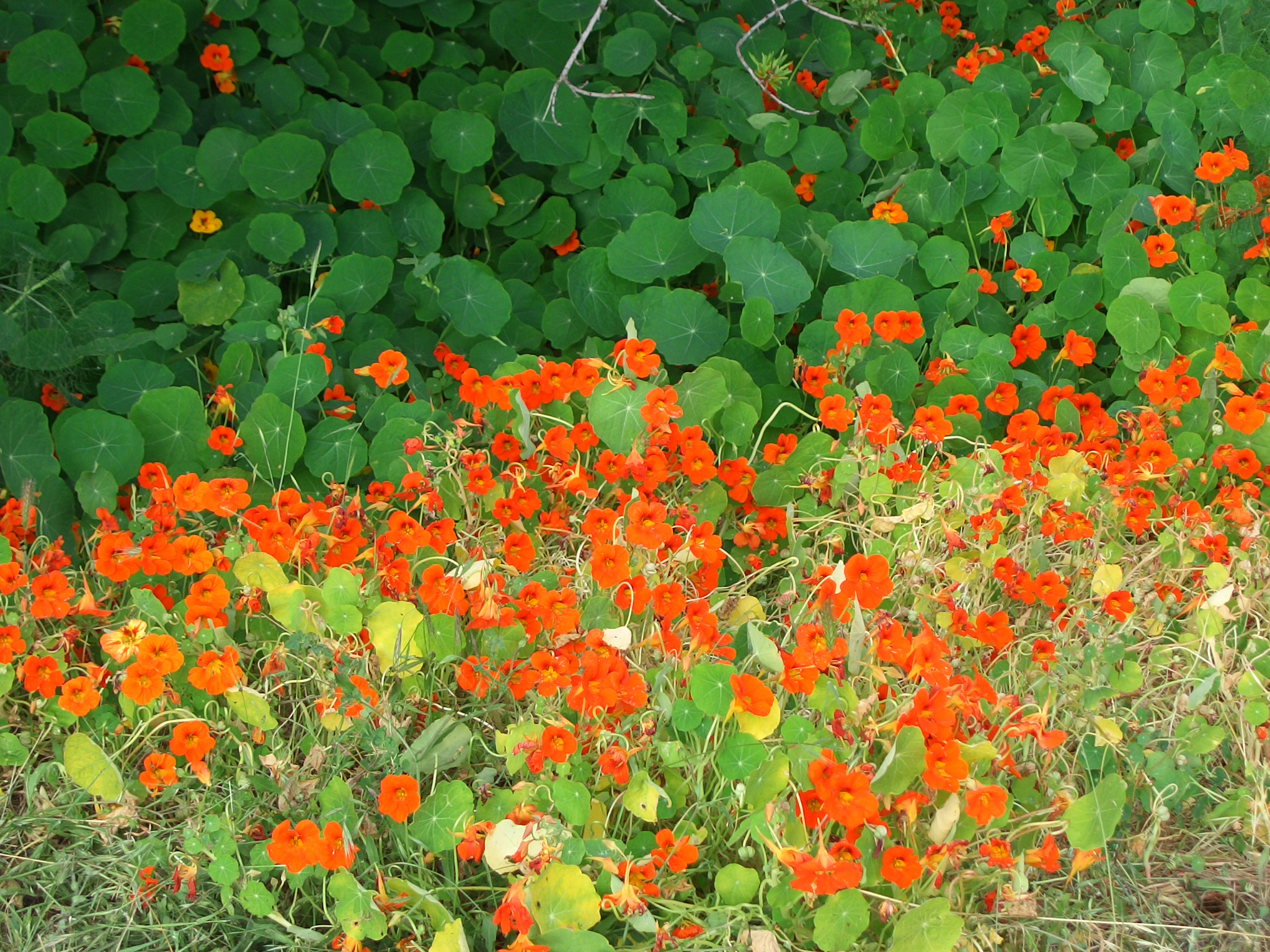 Laden Sie das Blume, Erde/natur-Bild kostenlos auf Ihren PC-Desktop herunter