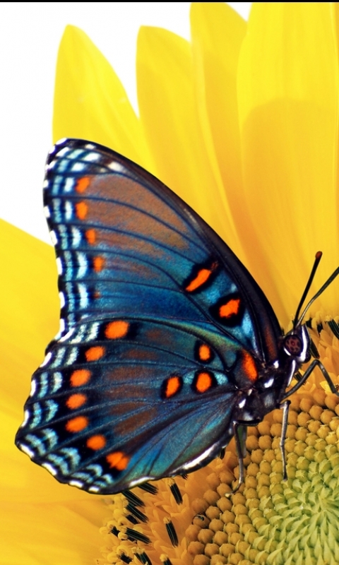 Download mobile wallpaper Butterfly, Animal for free.