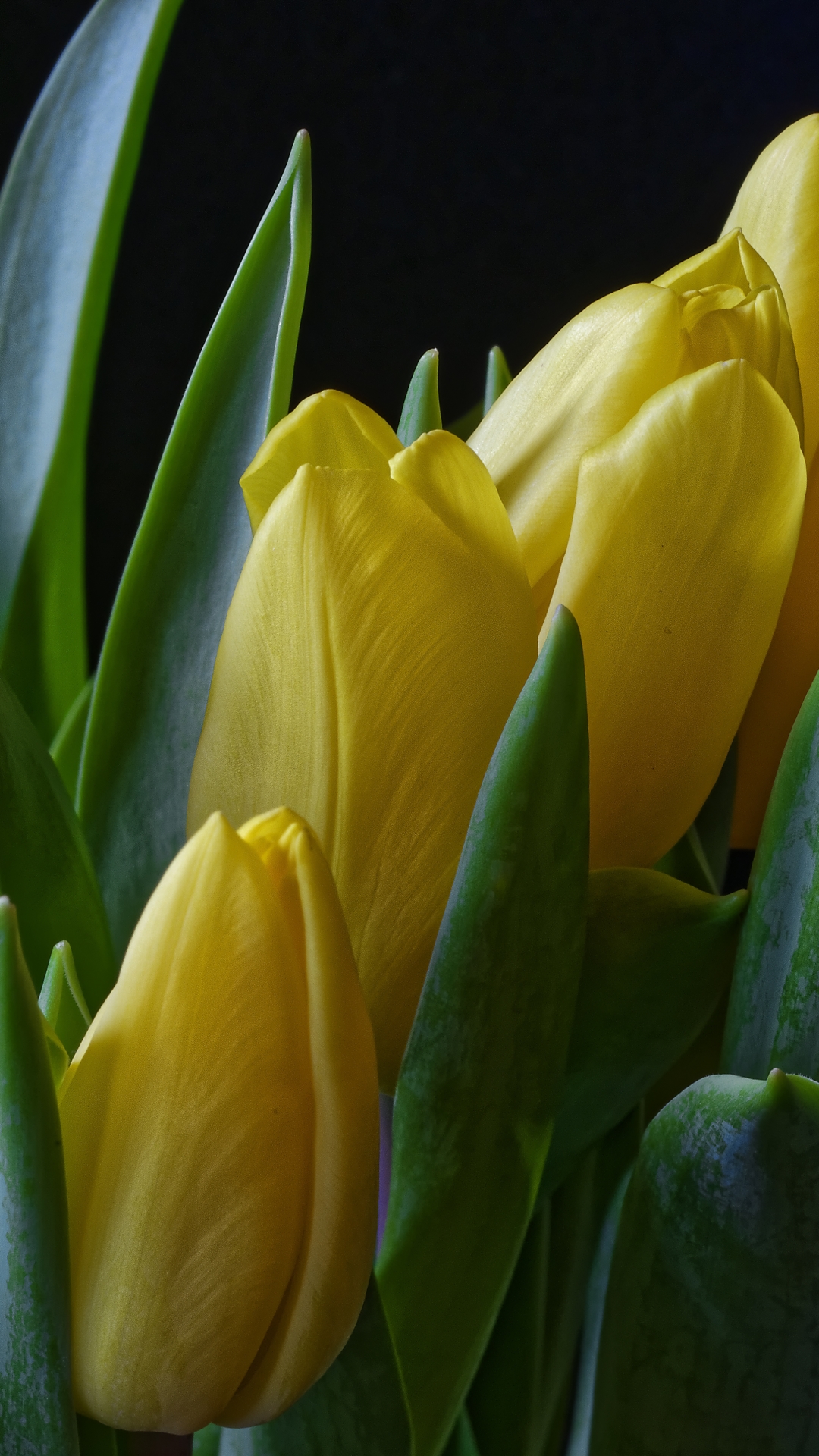 Descarga gratuita de fondo de pantalla para móvil de Flores, Flor, Tierra, Tulipán, Flor Amarilla, Tierra/naturaleza.