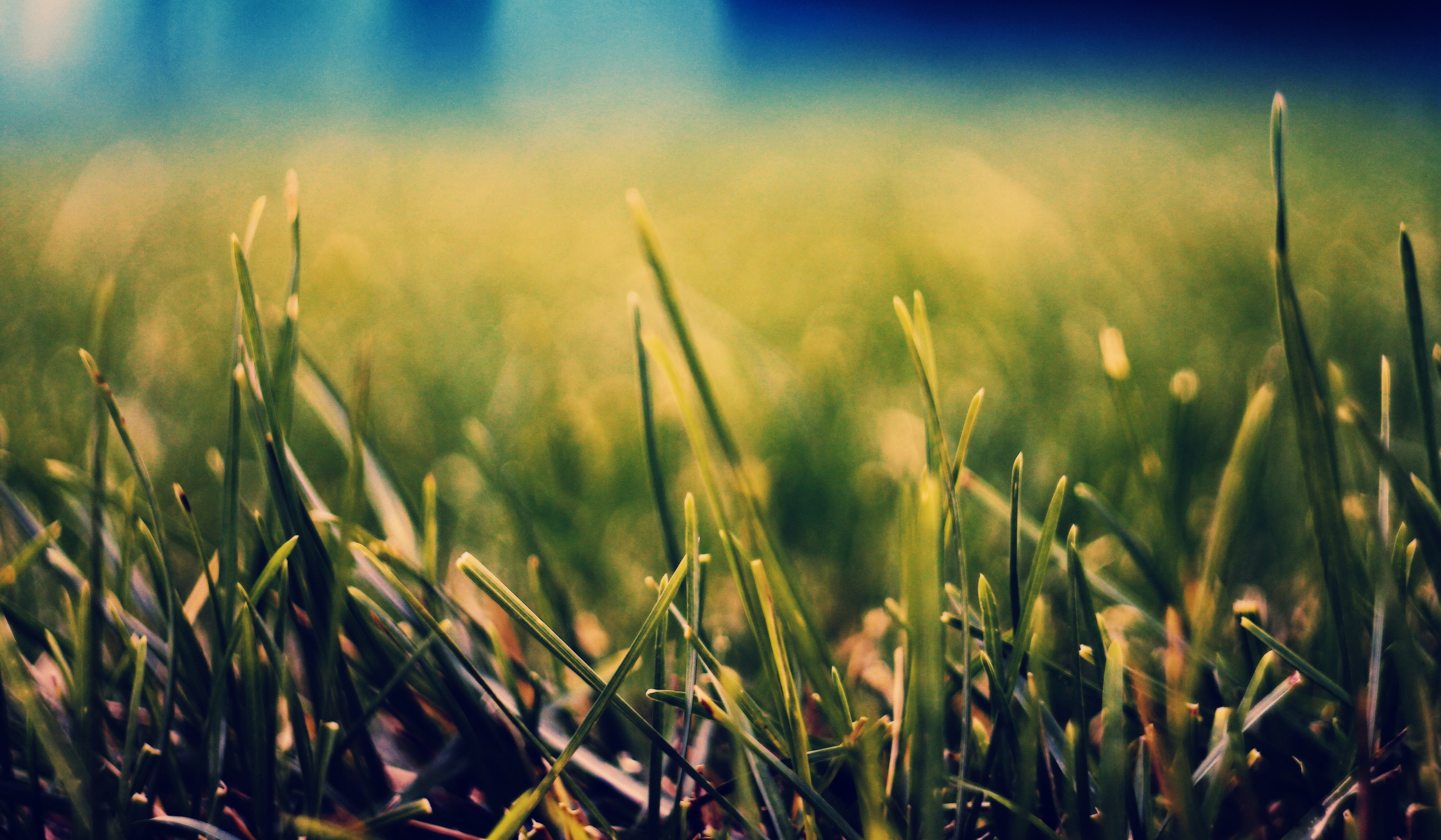 Free download wallpaper Nature, Grass, Macro on your PC desktop